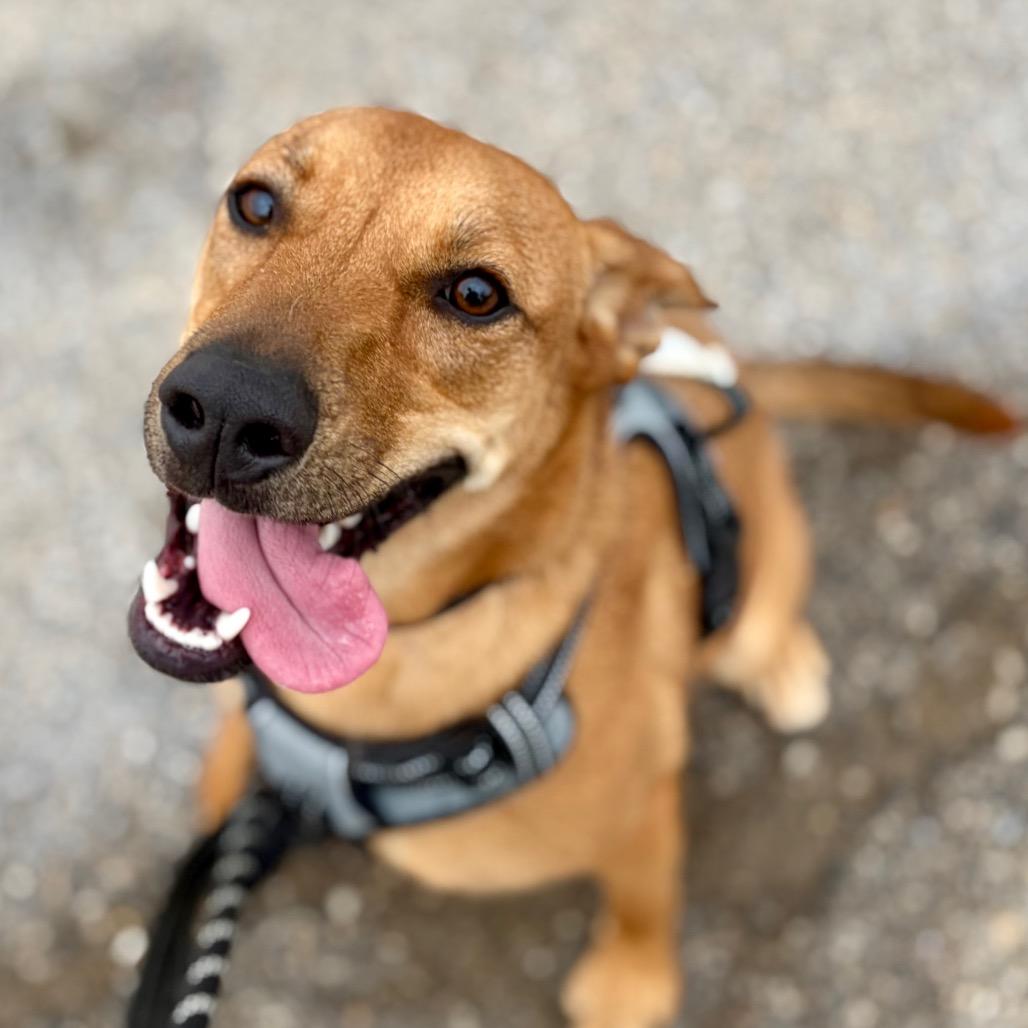 Enlarge Mikki, a Adoptable mixed breed in Zanesville, OH image 6/6