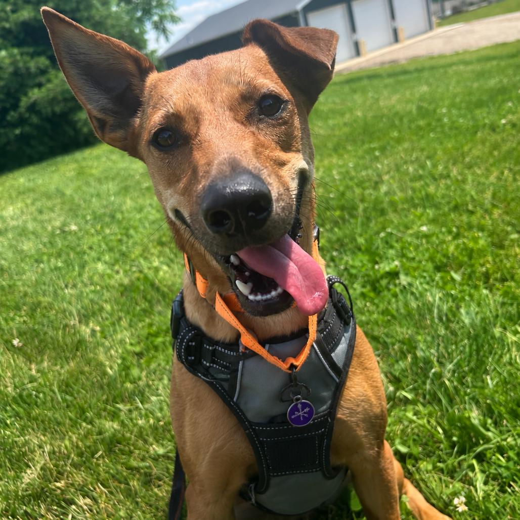 Enlarge Mikki, a Adoptable mixed breed in Zanesville, OH image 6/6