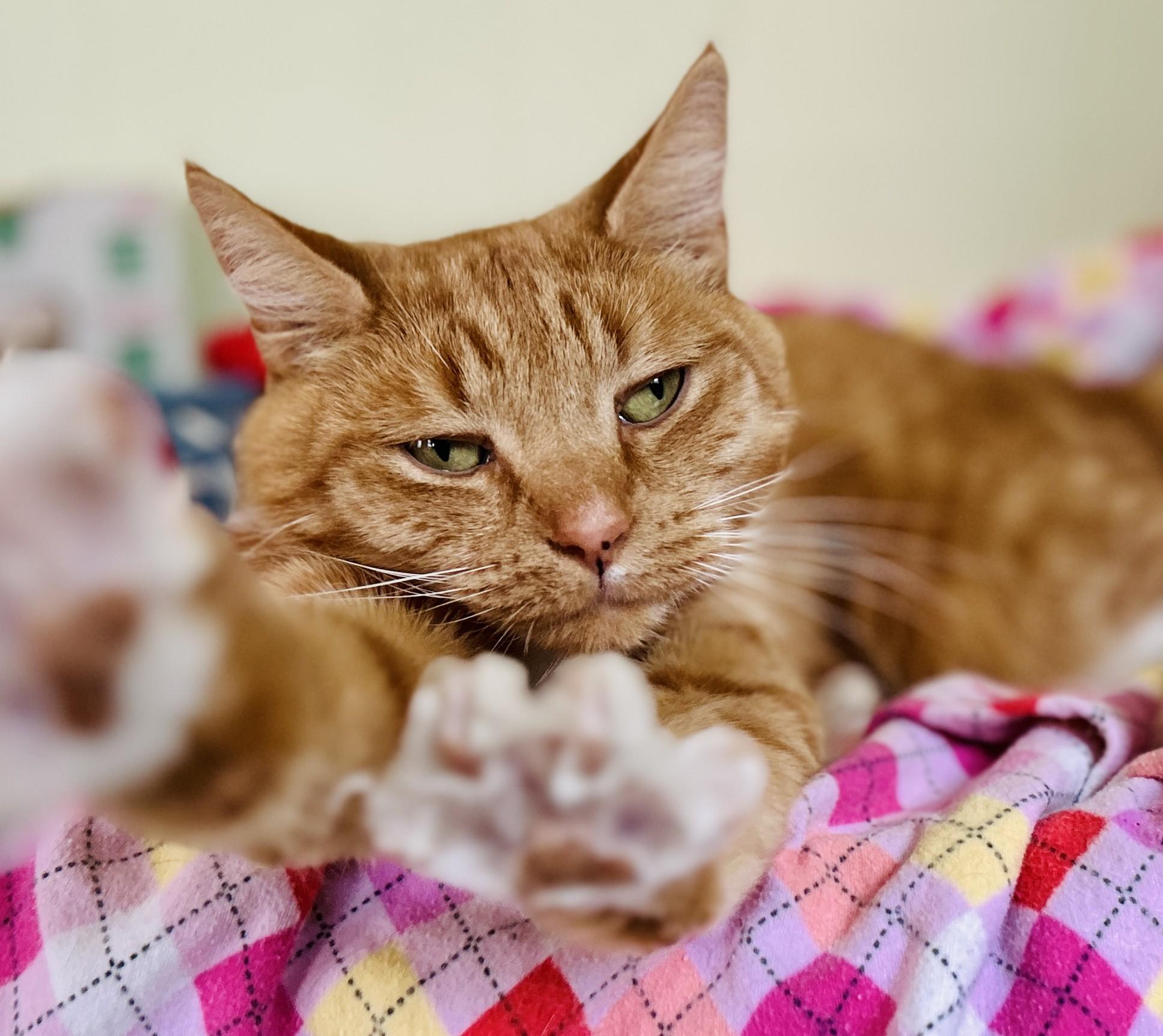 Mallory, a Adoptable Domestic Short Hair in Guelph, ON image 2/5