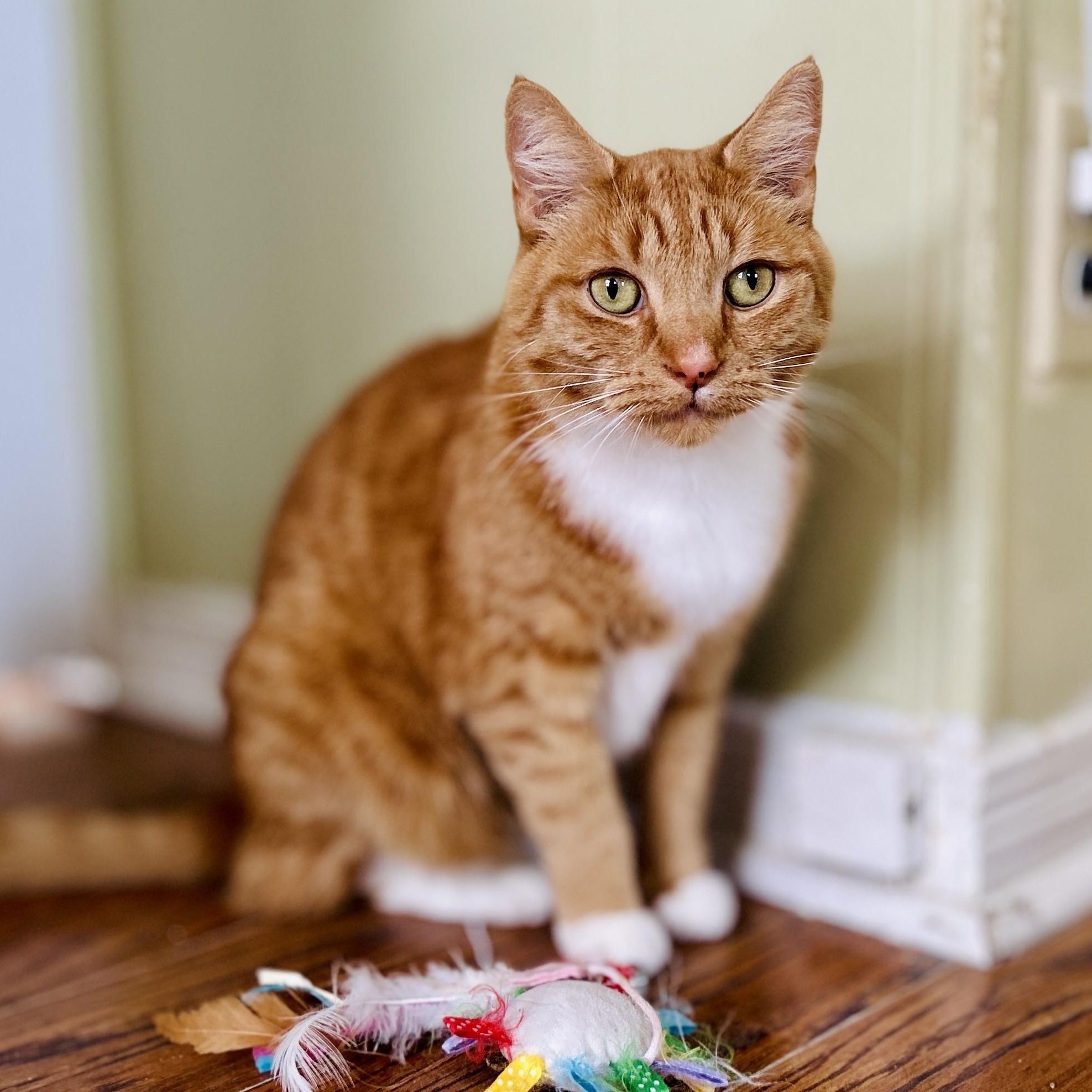 Mallory, a Adoptable Domestic Short Hair in Guelph, ON image 1/5