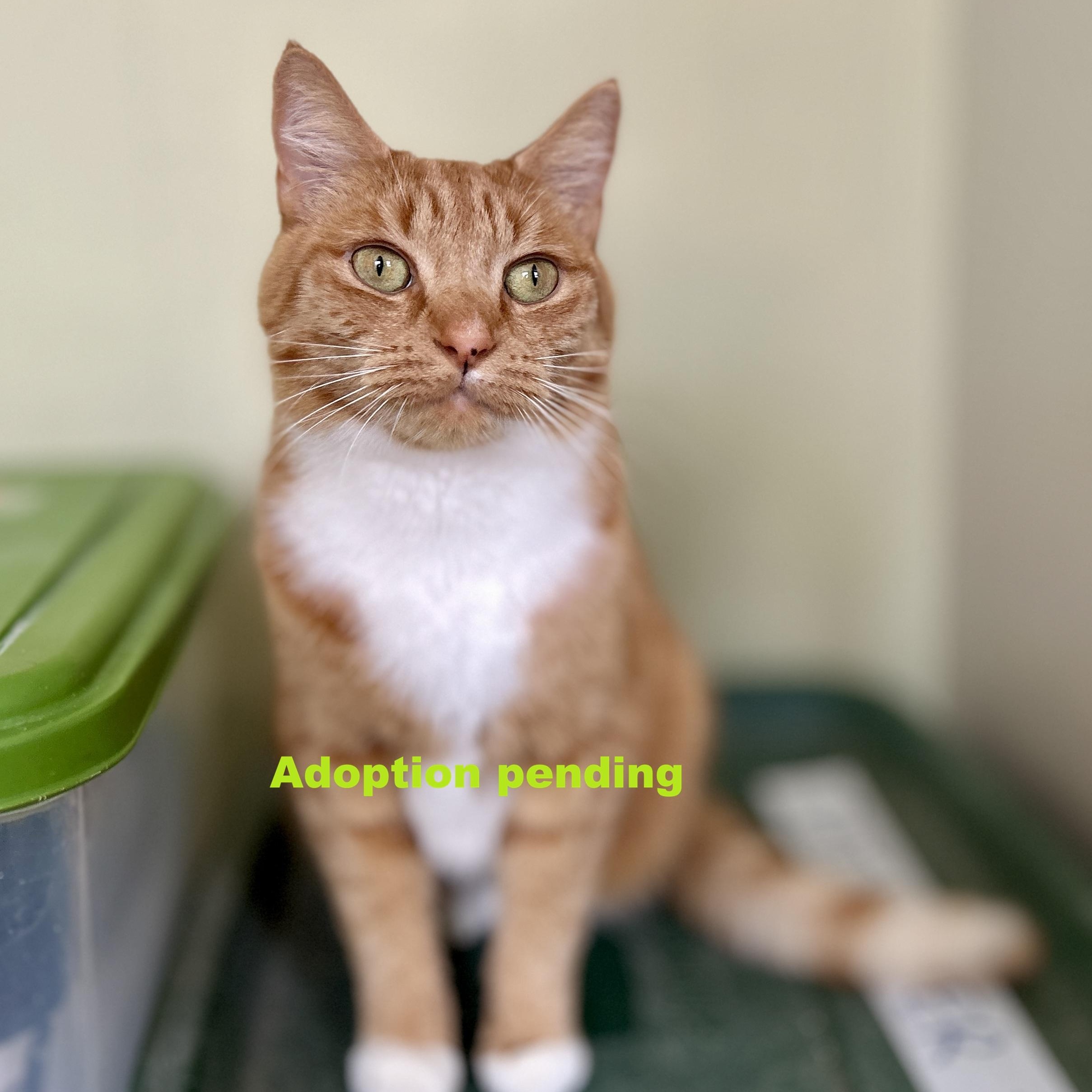 Mallory, Adoptable, Young Female Domestic Short Hair.