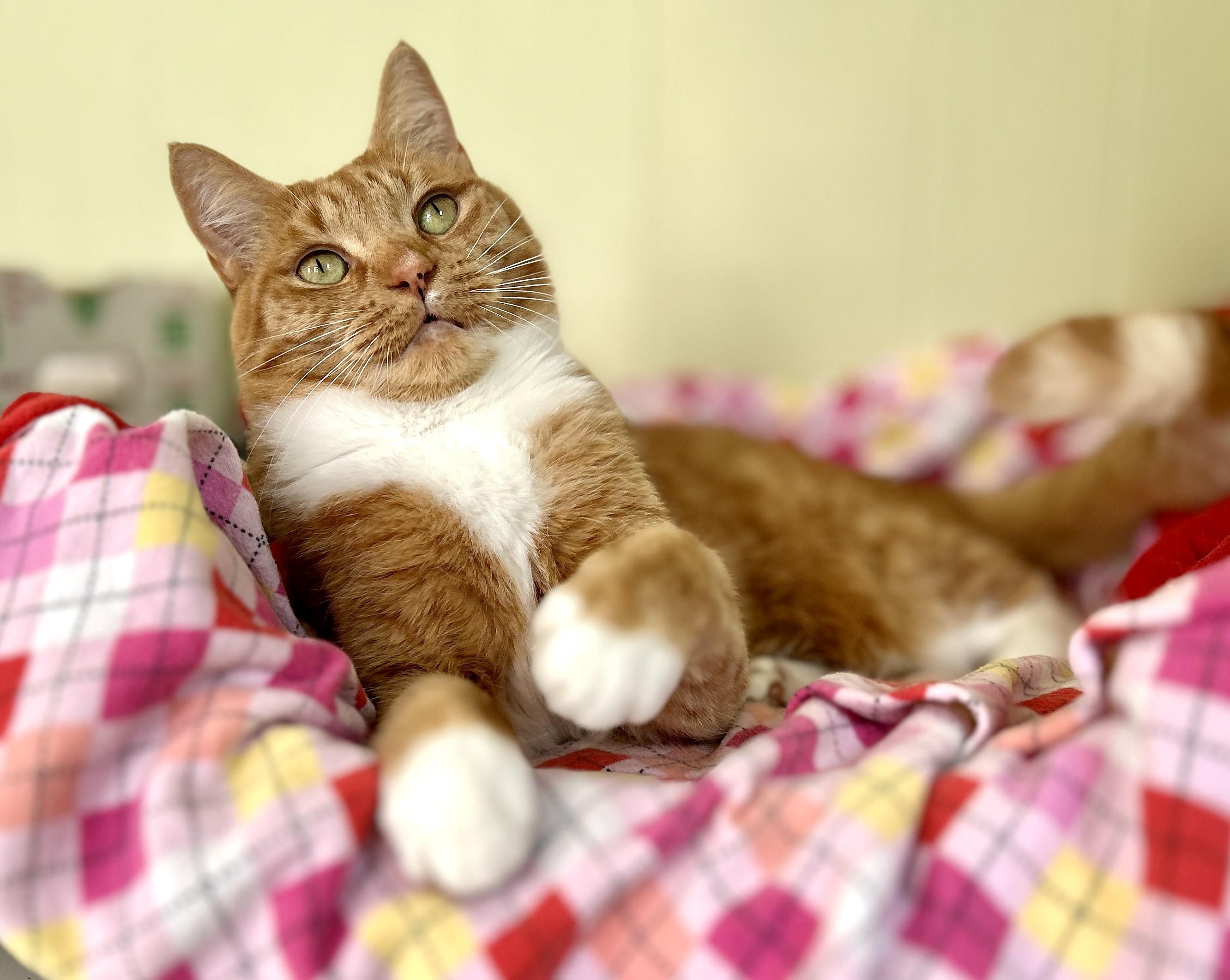 Mallory, a Adoptable Domestic Short Hair in Guelph, ON image 5/5