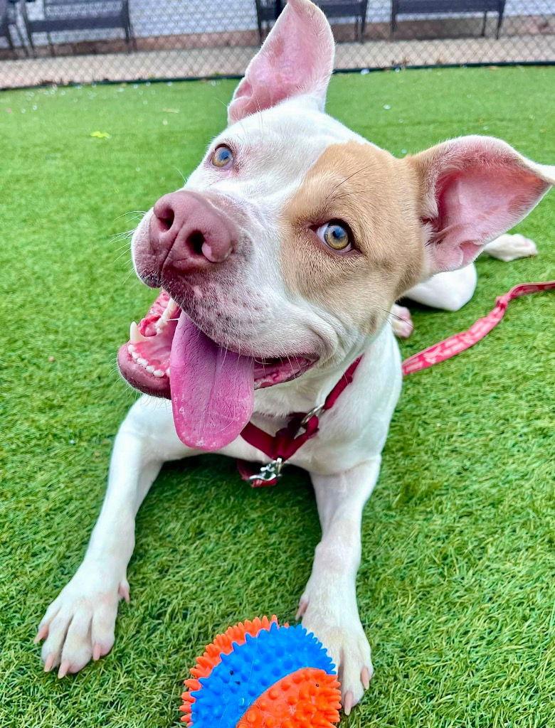 Rocky, Adoptable, Adult Male Terrier & American Bulldog.