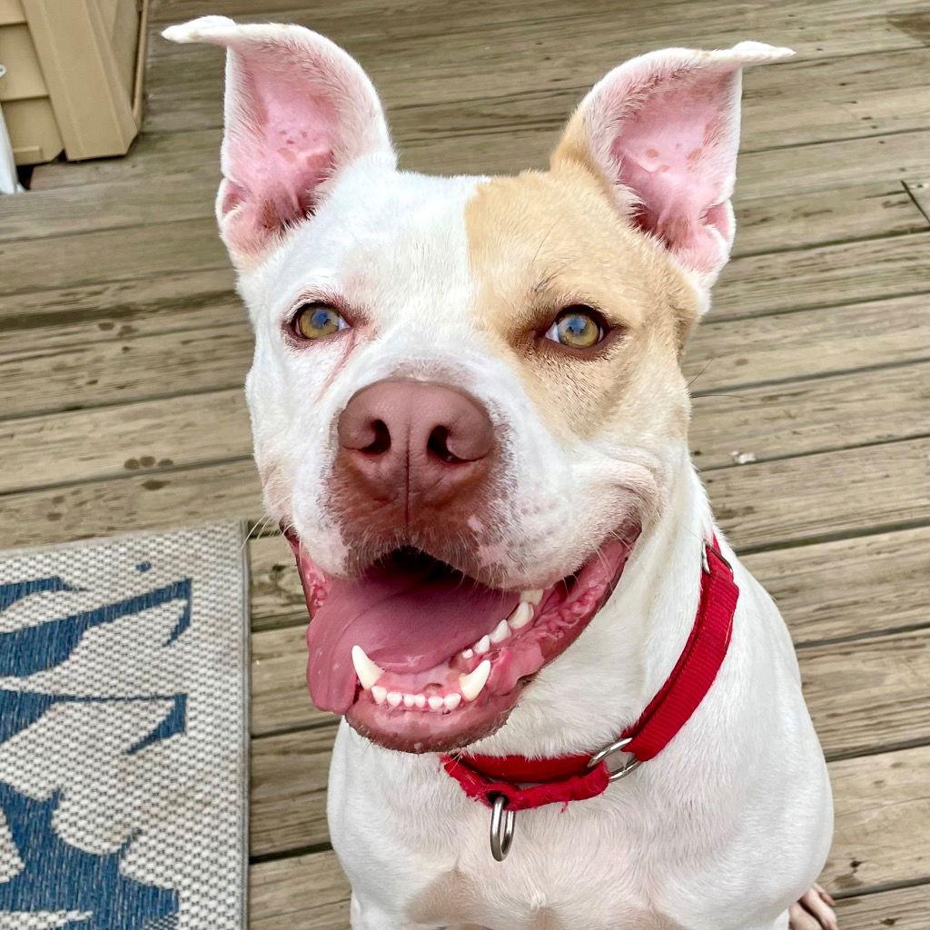 Enlarge Rocky, a Adoptable mixed breed in Bloomfield, CT image 2/3
