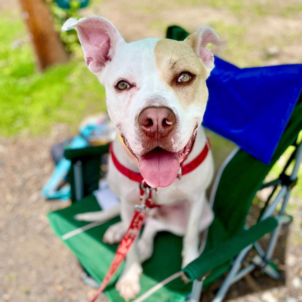 Enlarge Rocky, a Adoptable mixed breed in Bloomfield, CT image 3/3