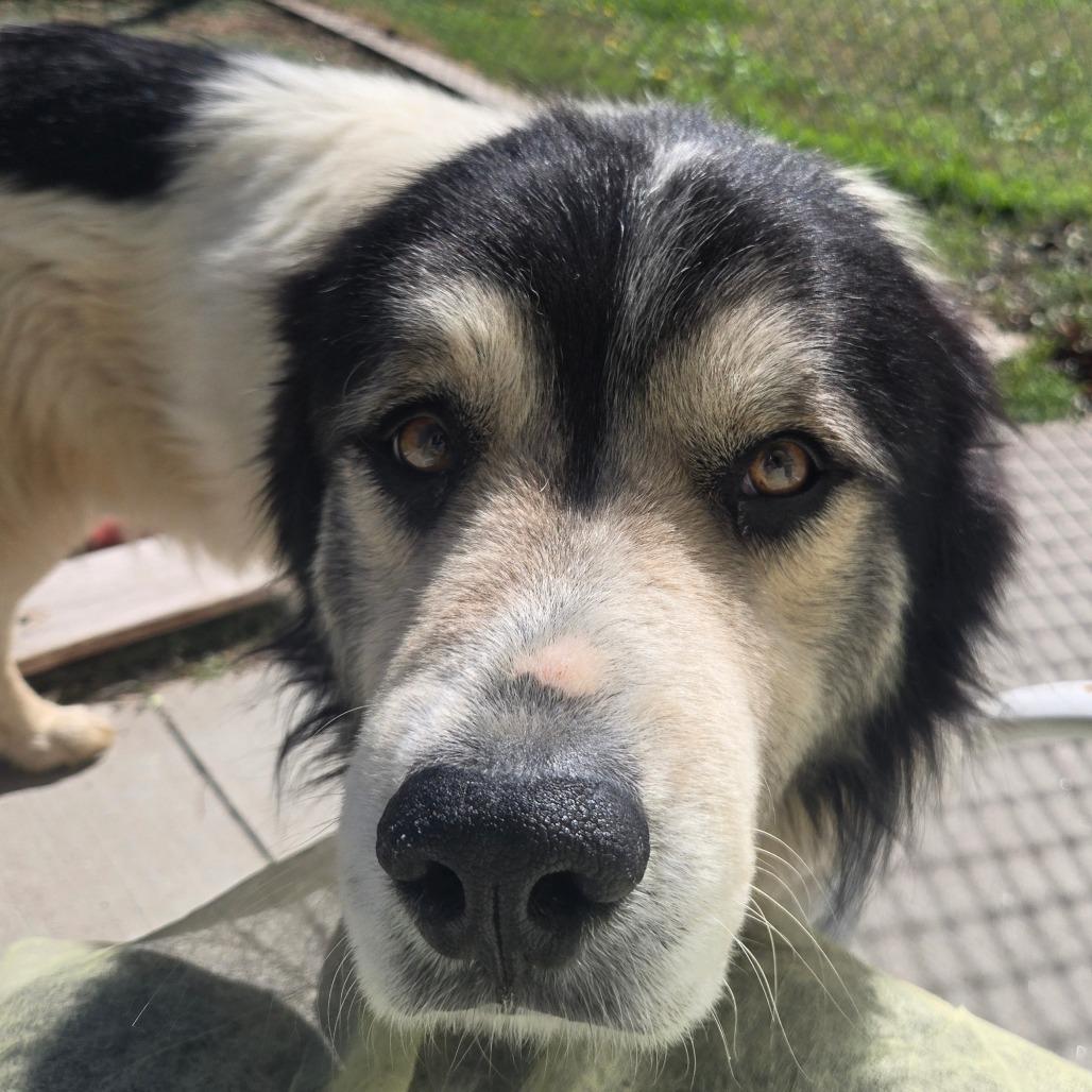 LC-Ludwig, Adoptable, Adult Male Mixed Breed & Great Pyrenees.
