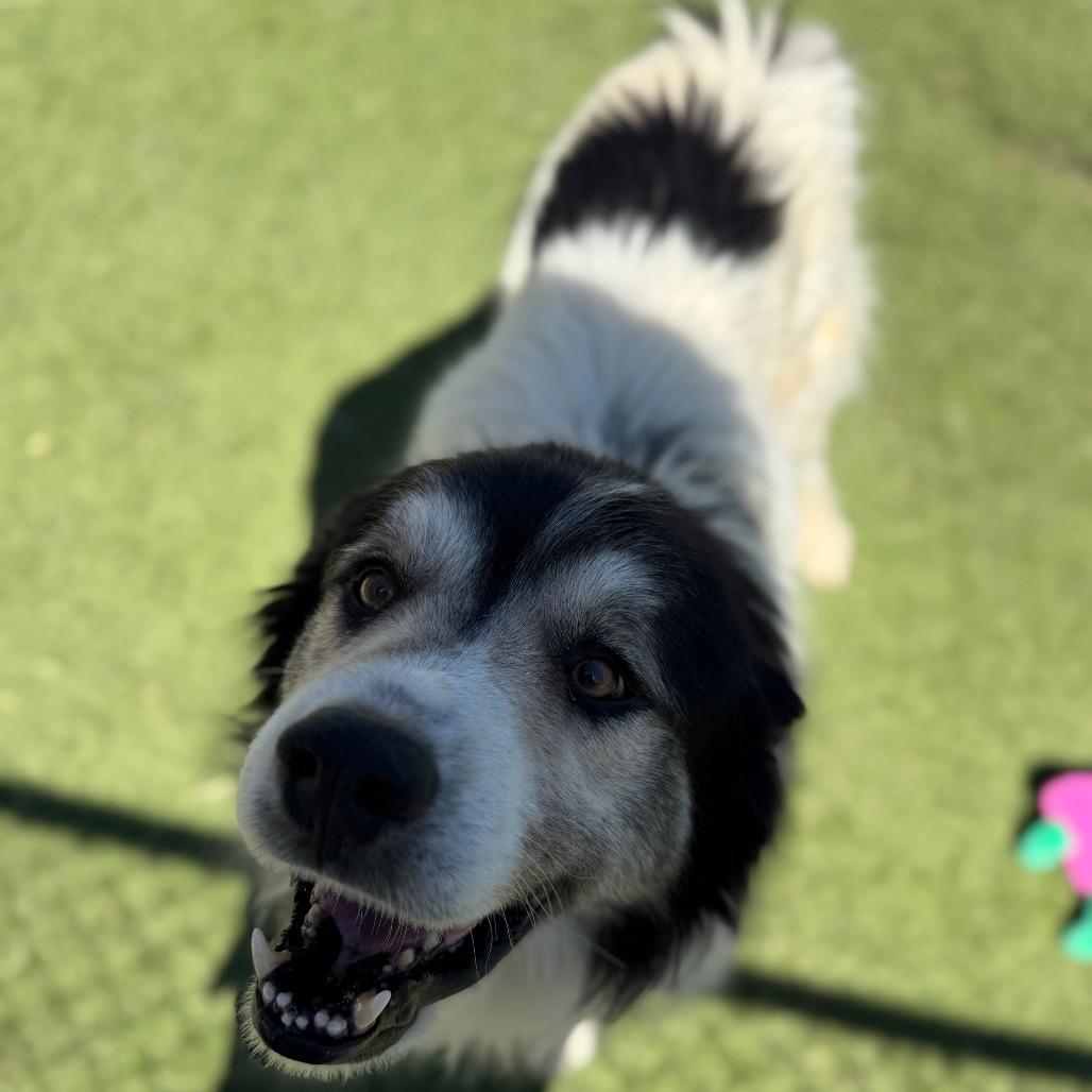 Enlarge LC-Ludwig, a Adoptable mixed breed in Tulsa, OK image 2/6