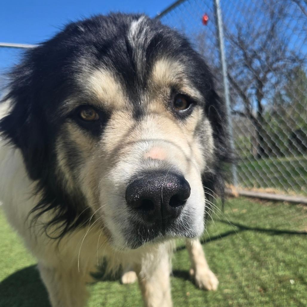 Enlarge LC-Ludwig, a Adoptable mixed breed in Tulsa, OK image 3/6