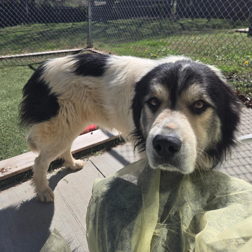 Enlarge LC-Ludwig, a Adoptable mixed breed in Tulsa, OK image 4/6