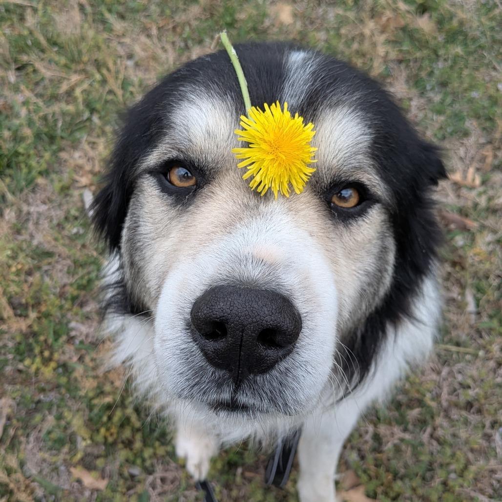 Enlarge LC-Ludwig, a Adoptable mixed breed in Tulsa, OK image 5/6