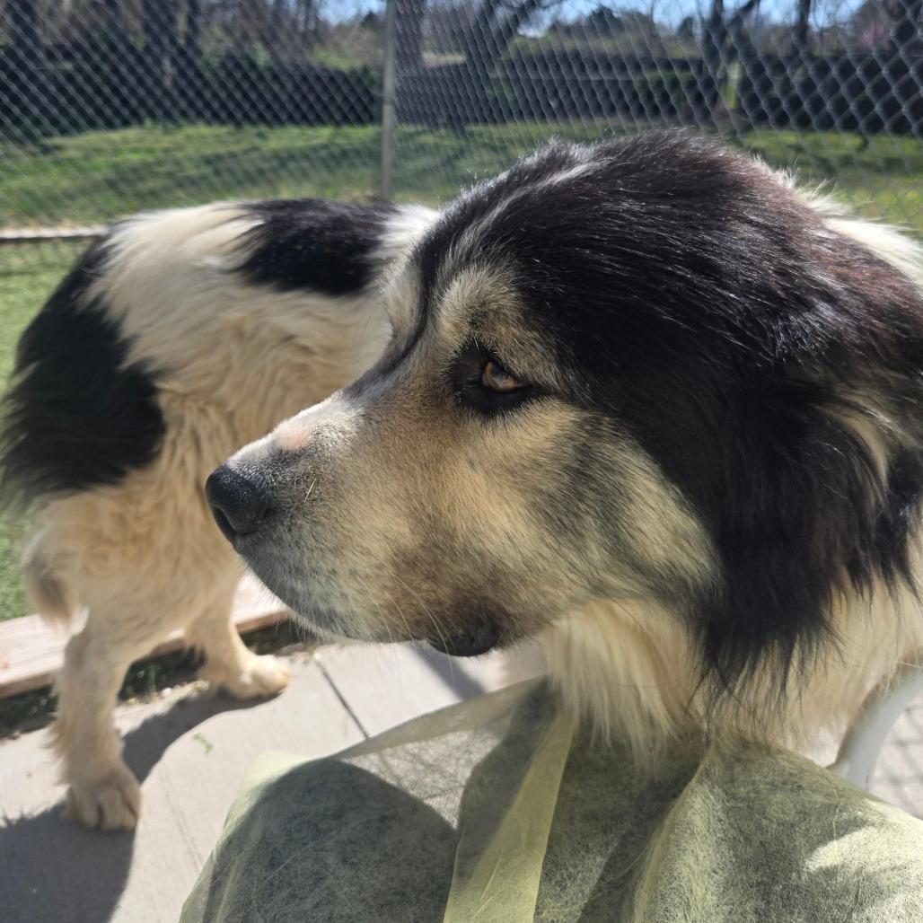 Enlarge LC-Ludwig, a Adoptable mixed breed in Tulsa, OK image 6/6