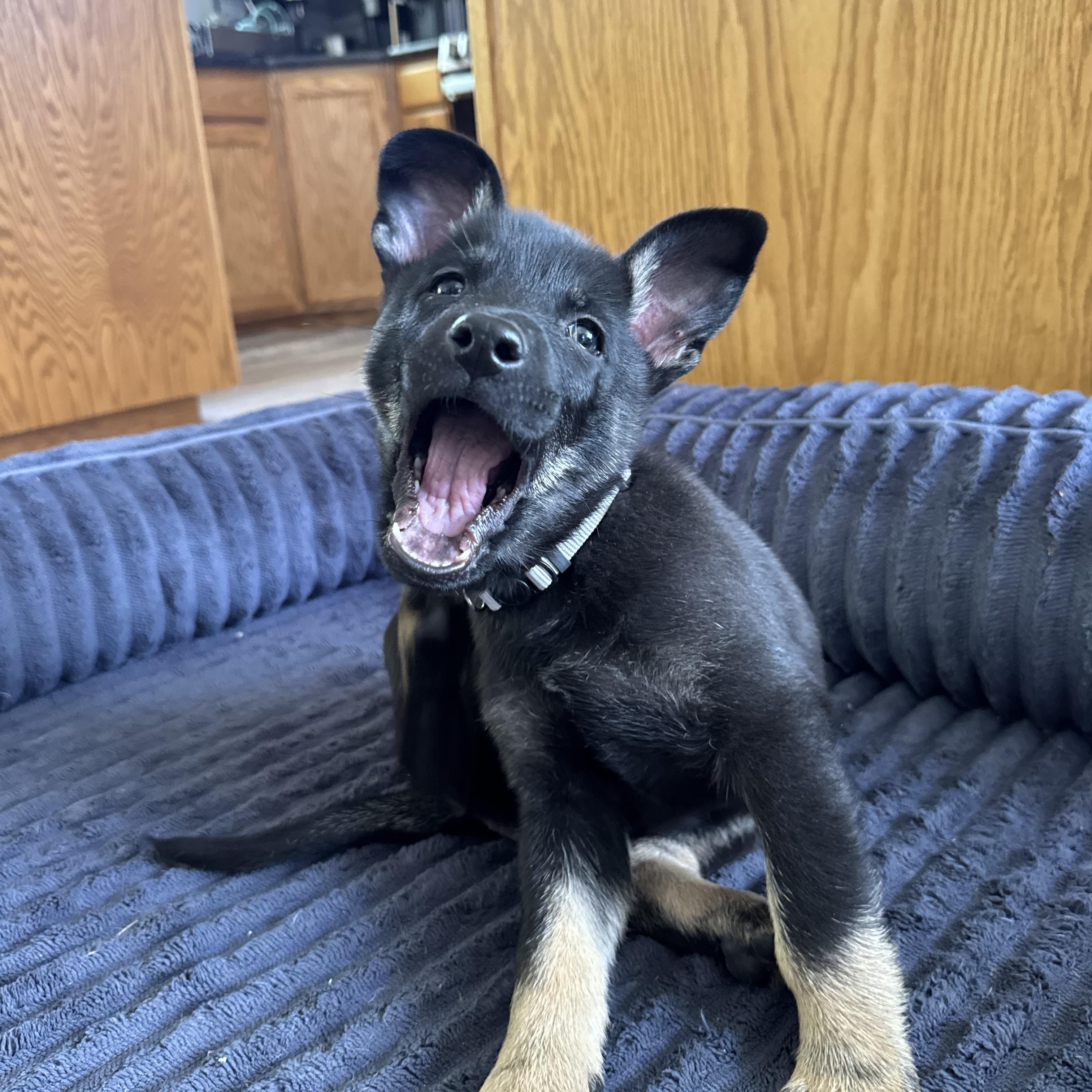 Bryce , an adopted mixed breed in salt lake city, UT image 3/5