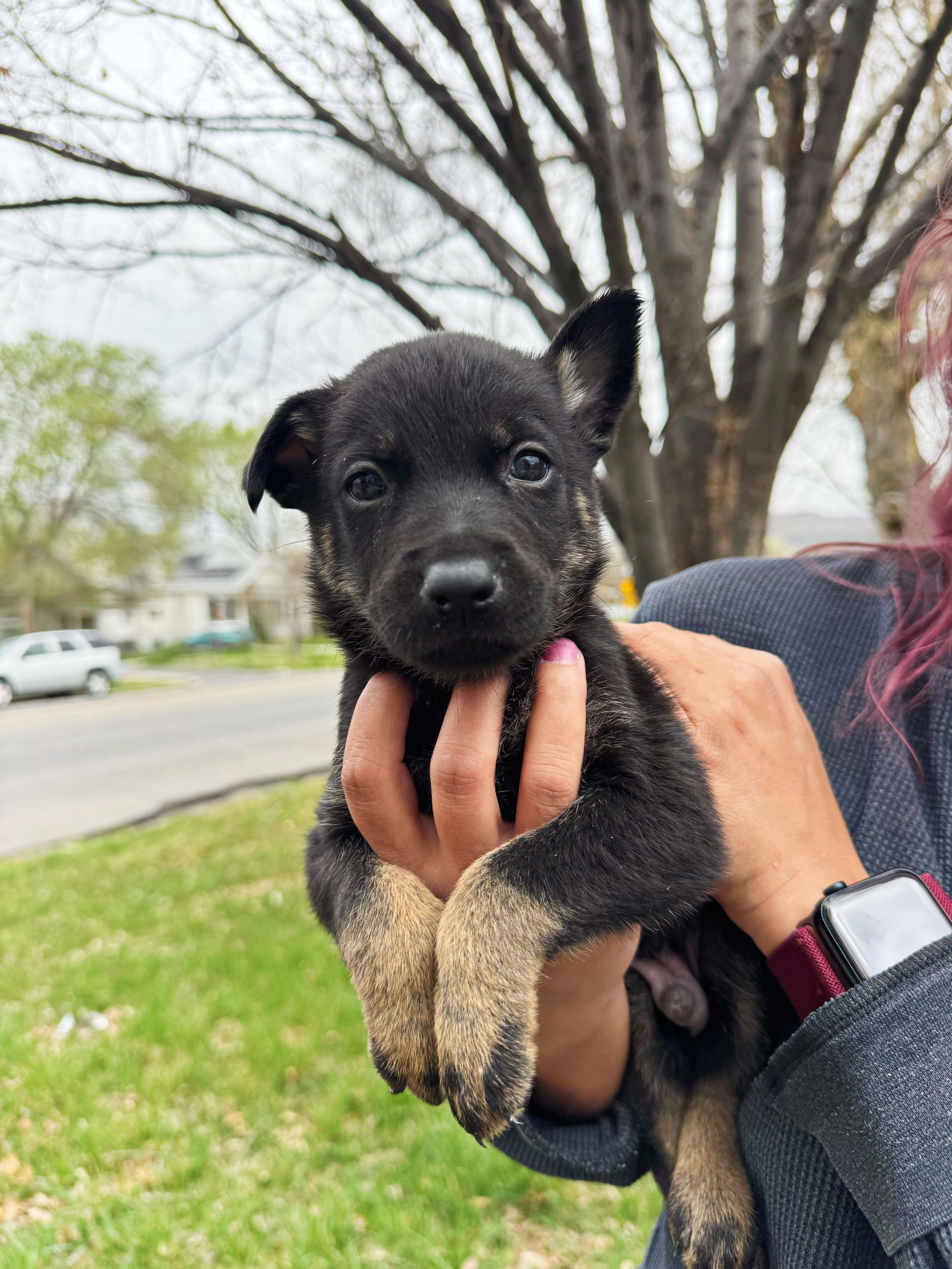 Bryce , ADOPTABLE, Puppy Male German Shepherd Dog & Rottweiler.