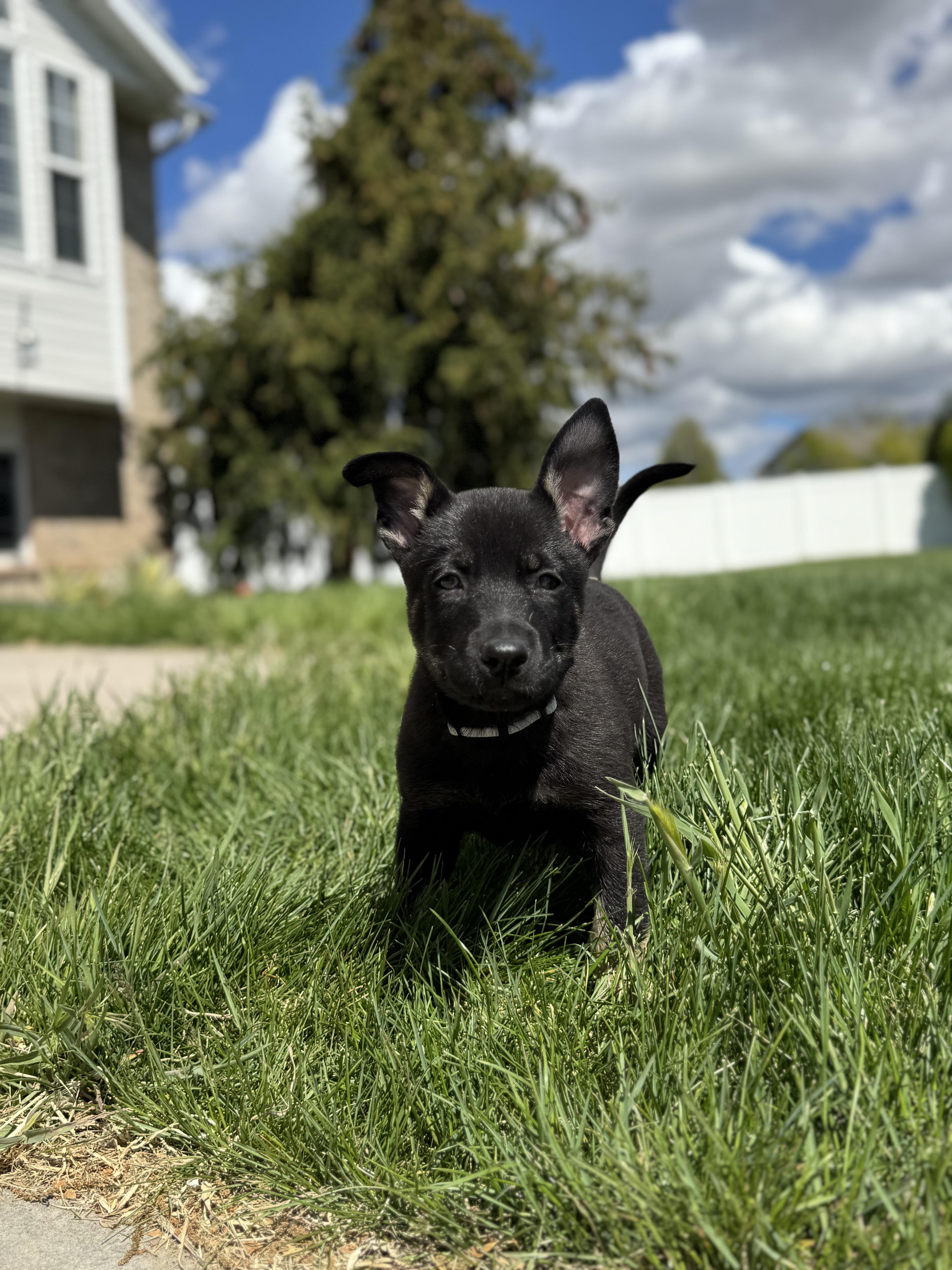Bryce , an adopted mixed breed in salt lake city, UT image 1/5