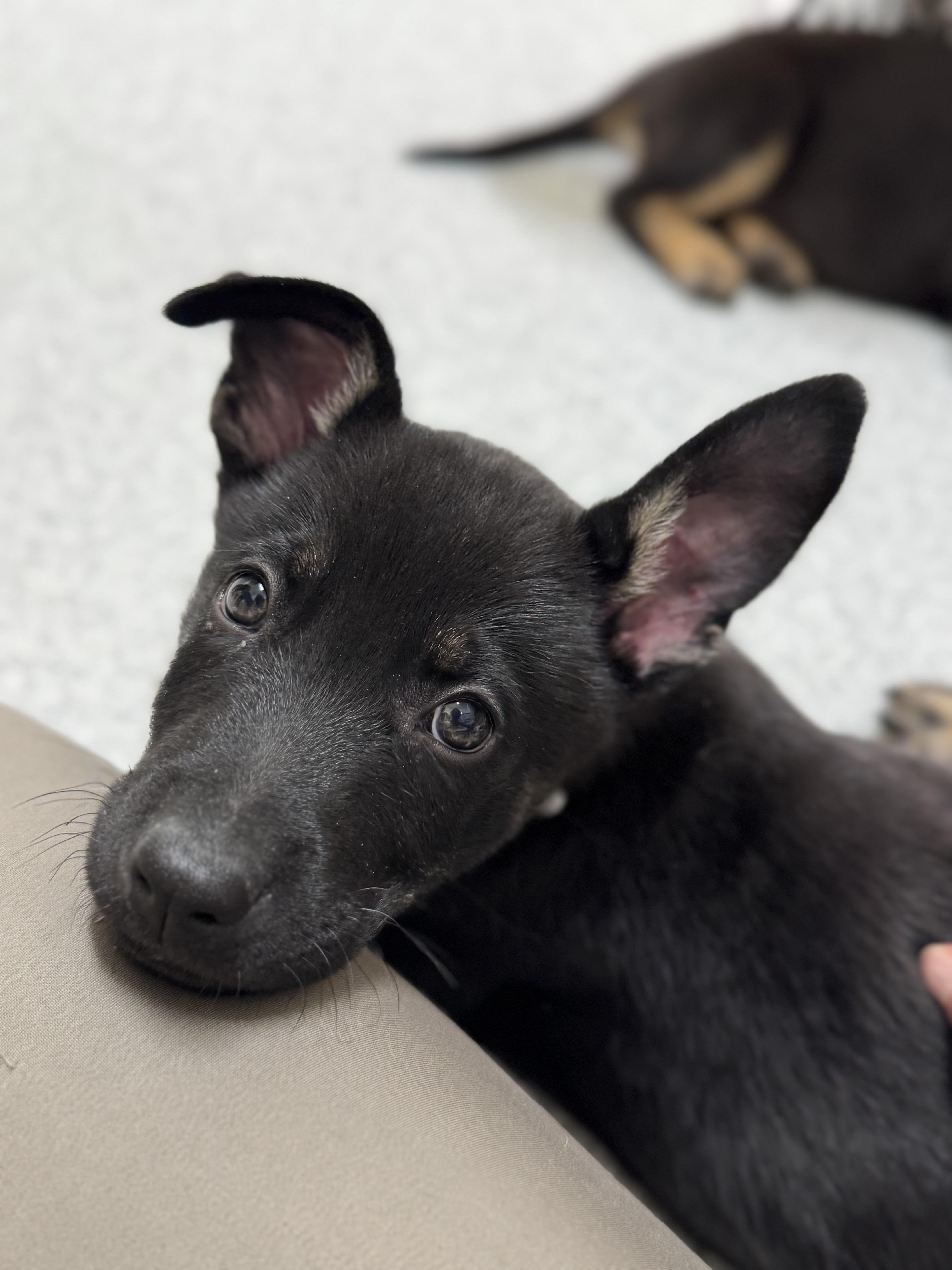 Bryce , an adopted mixed breed in salt lake city, UT image 2/5