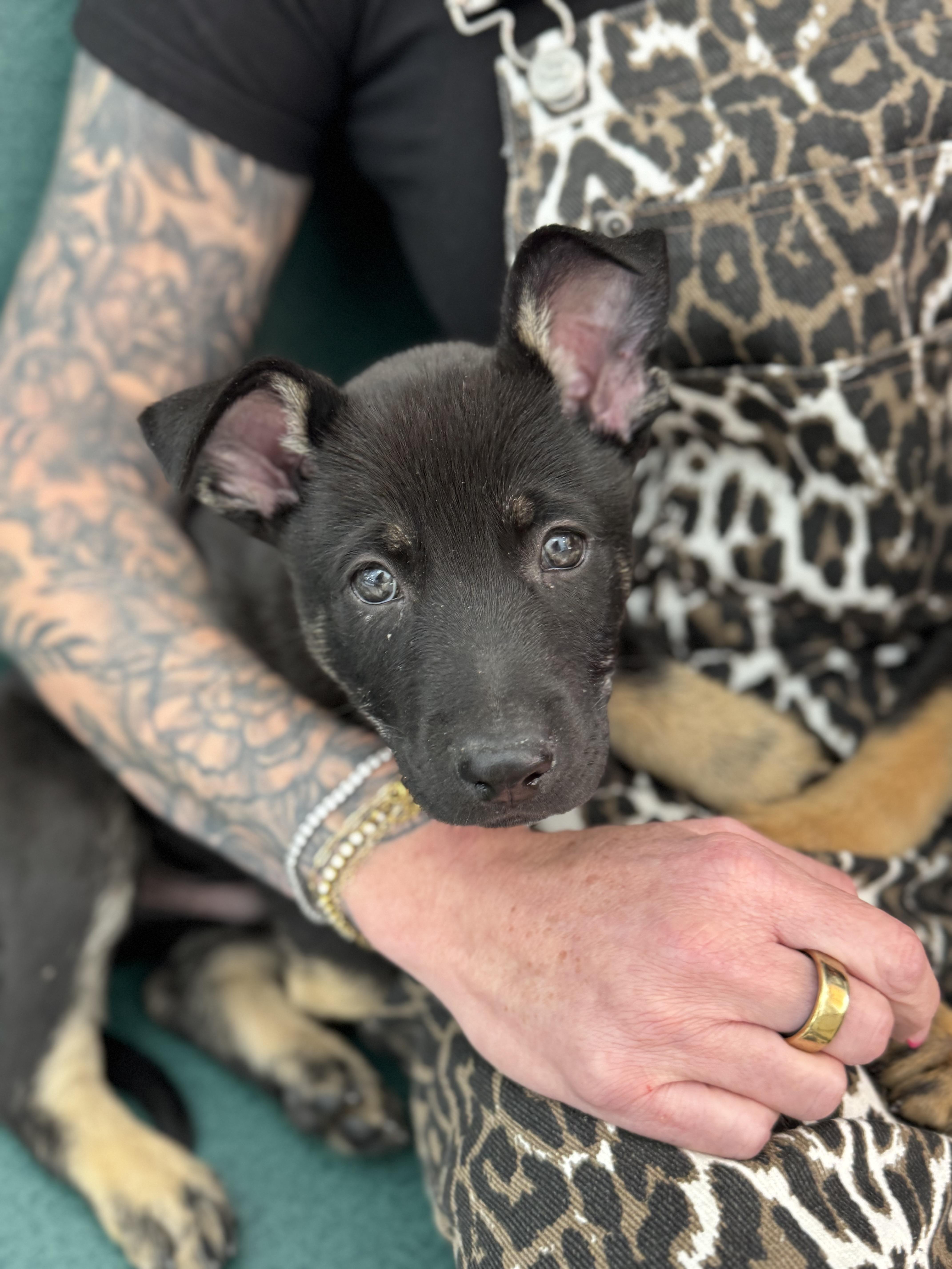 Bryce , an adopted mixed breed in salt lake city, UT image 4/5