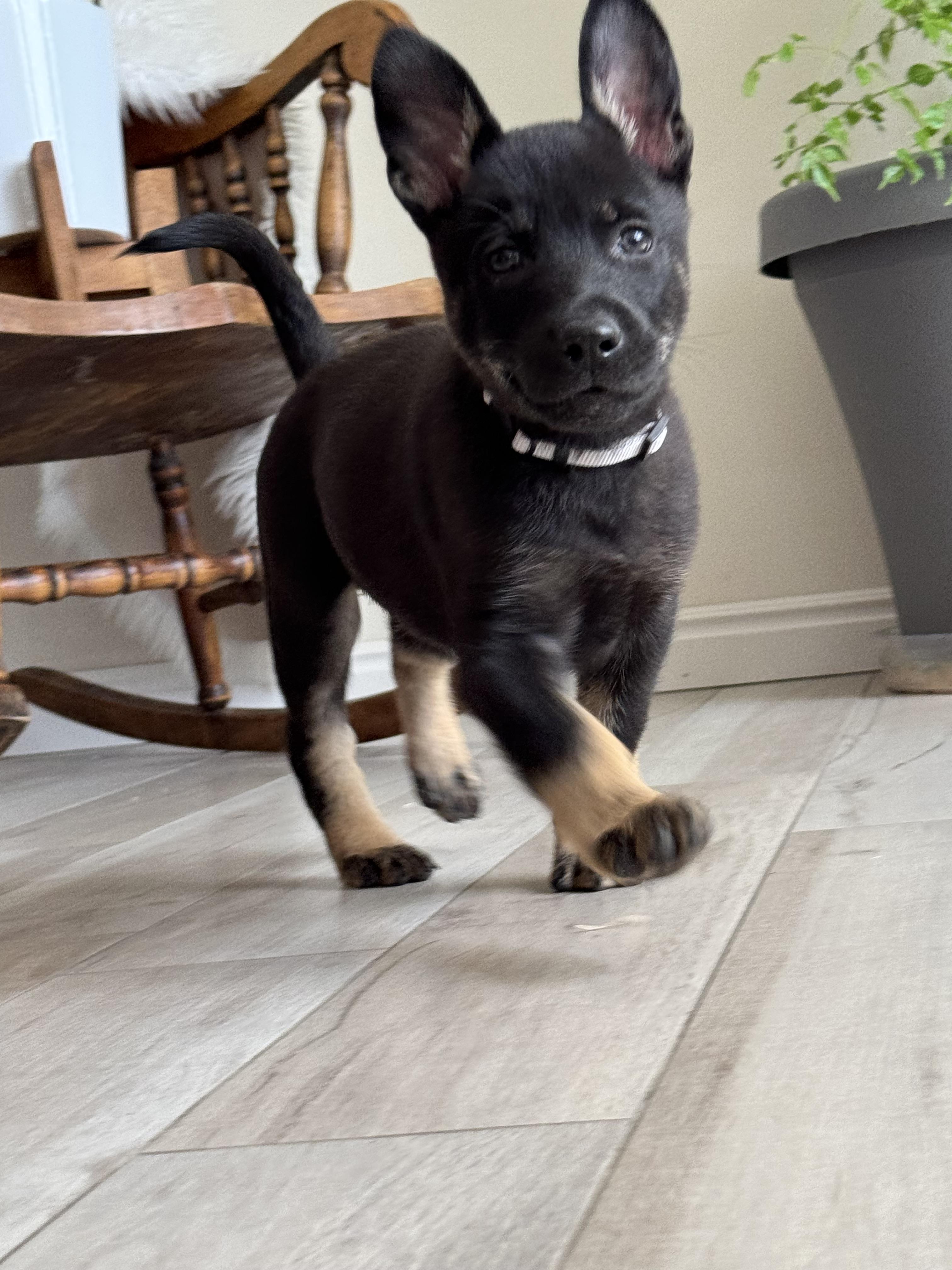 Bryce , an adopted mixed breed in salt lake city, UT image 5/5
