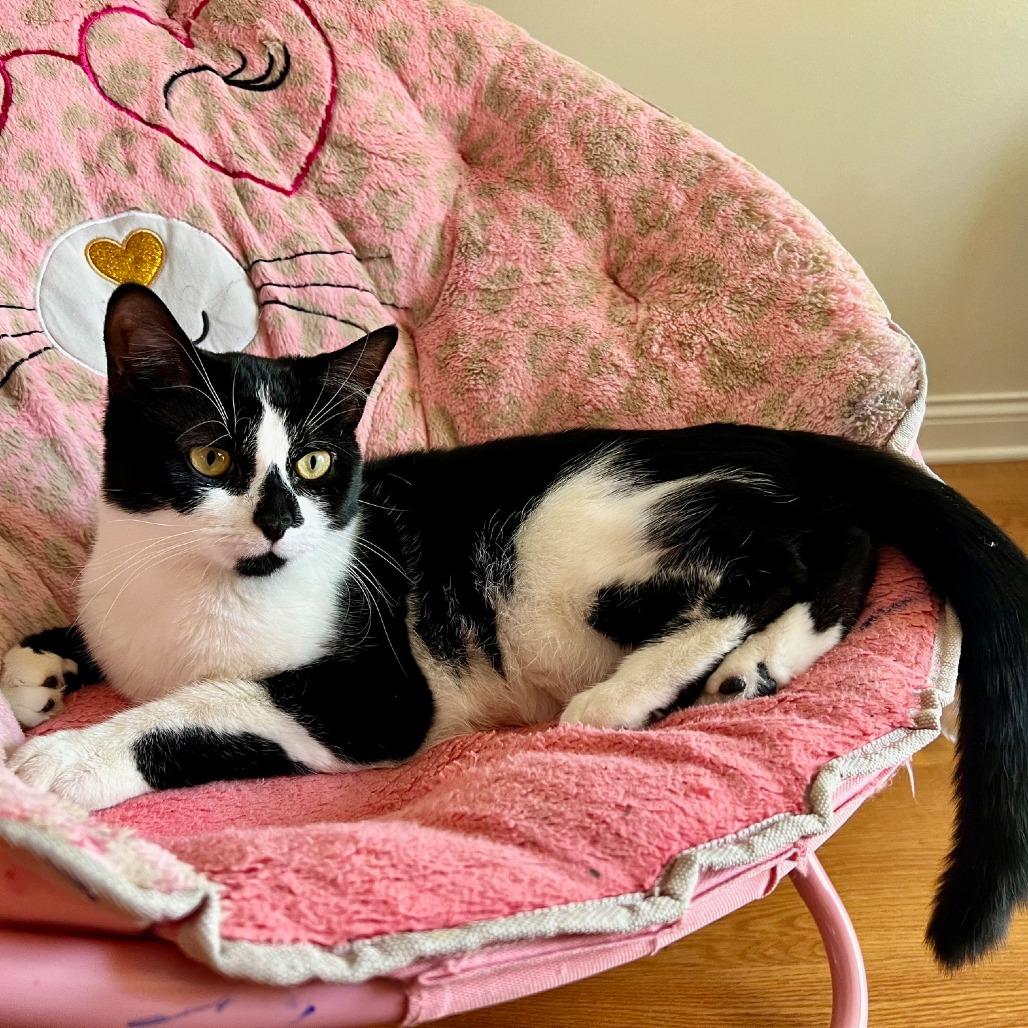 Enlarge Diamond - Home to Home, a Adoptable Domestic Short Hair in South Elgin, IL image 1/5