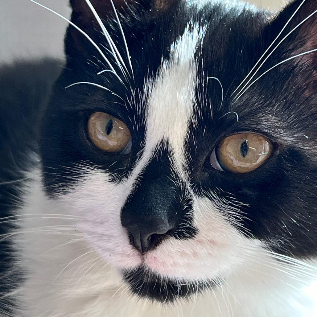 Enlarge Diamond - Home to Home, a Adoptable Domestic Short Hair in South Elgin, IL image 2/5