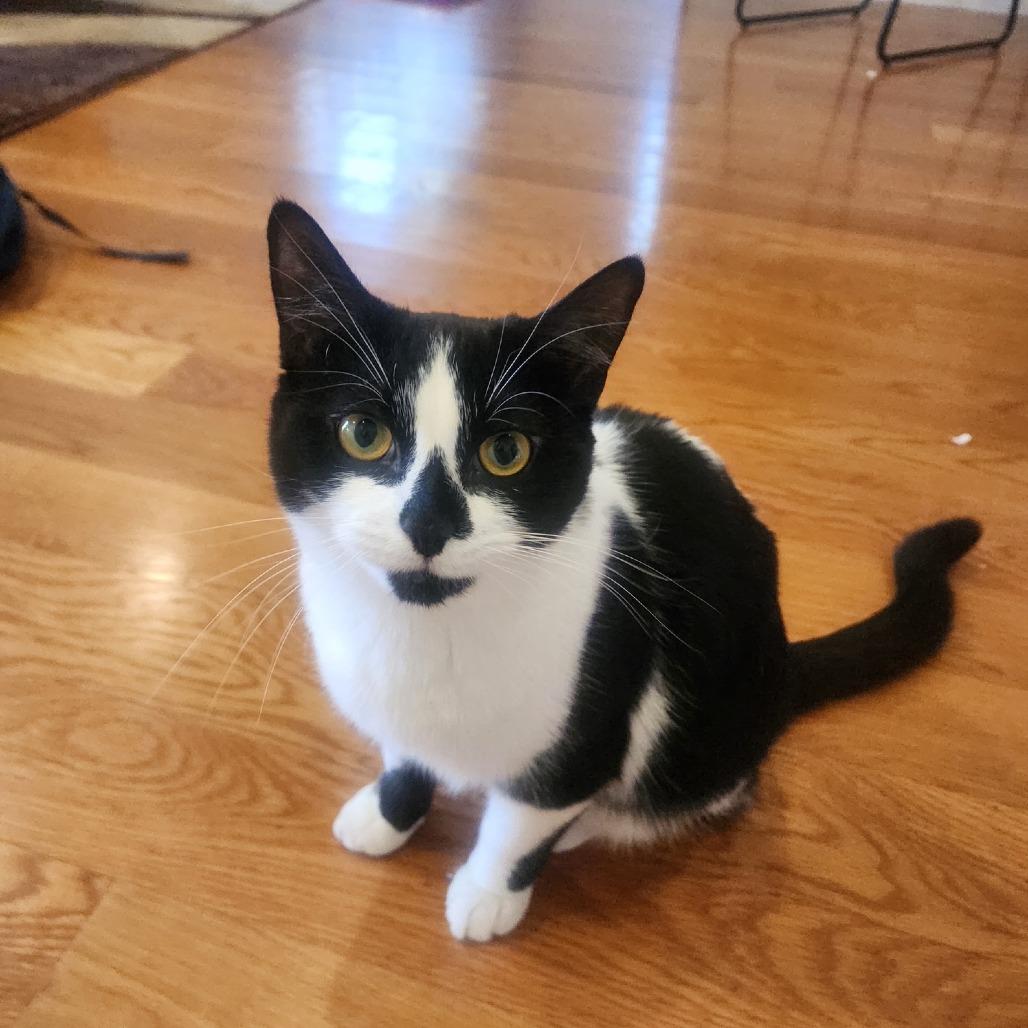 Enlarge Diamond - Home to Home, a Adoptable Domestic Short Hair in South Elgin, IL image 3/5