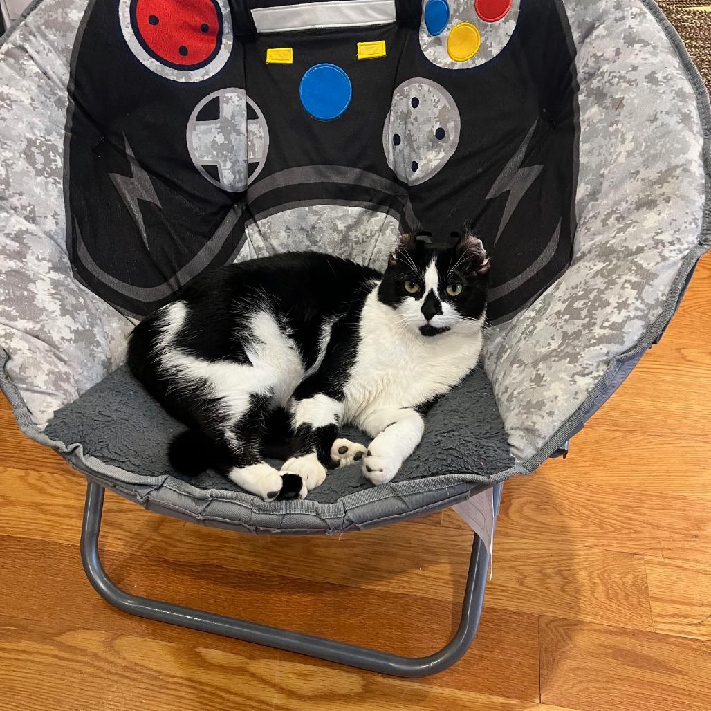 Enlarge Diamond - Home to Home, a Adoptable Domestic Short Hair in South Elgin, IL image 4/5