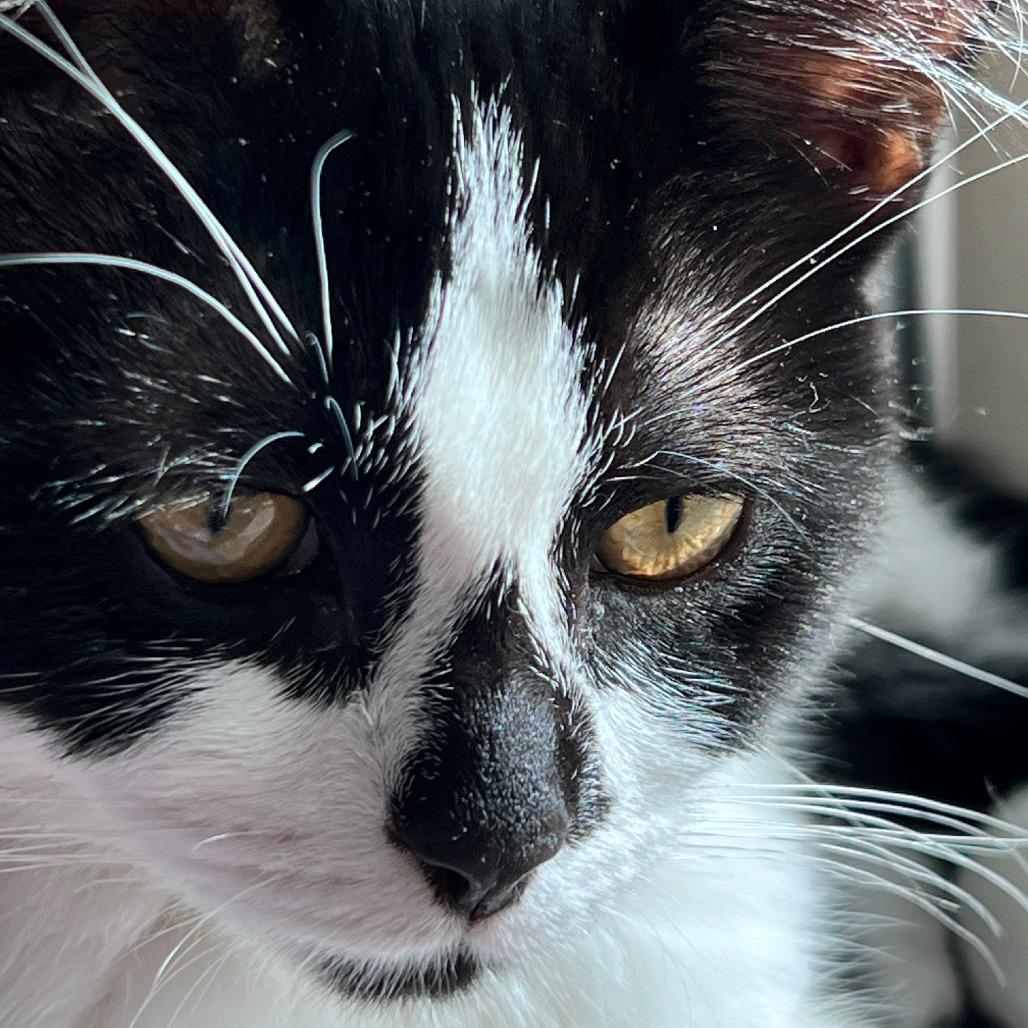 Enlarge Diamond - Home to Home, a Adoptable Domestic Short Hair in South Elgin, IL image 5/5