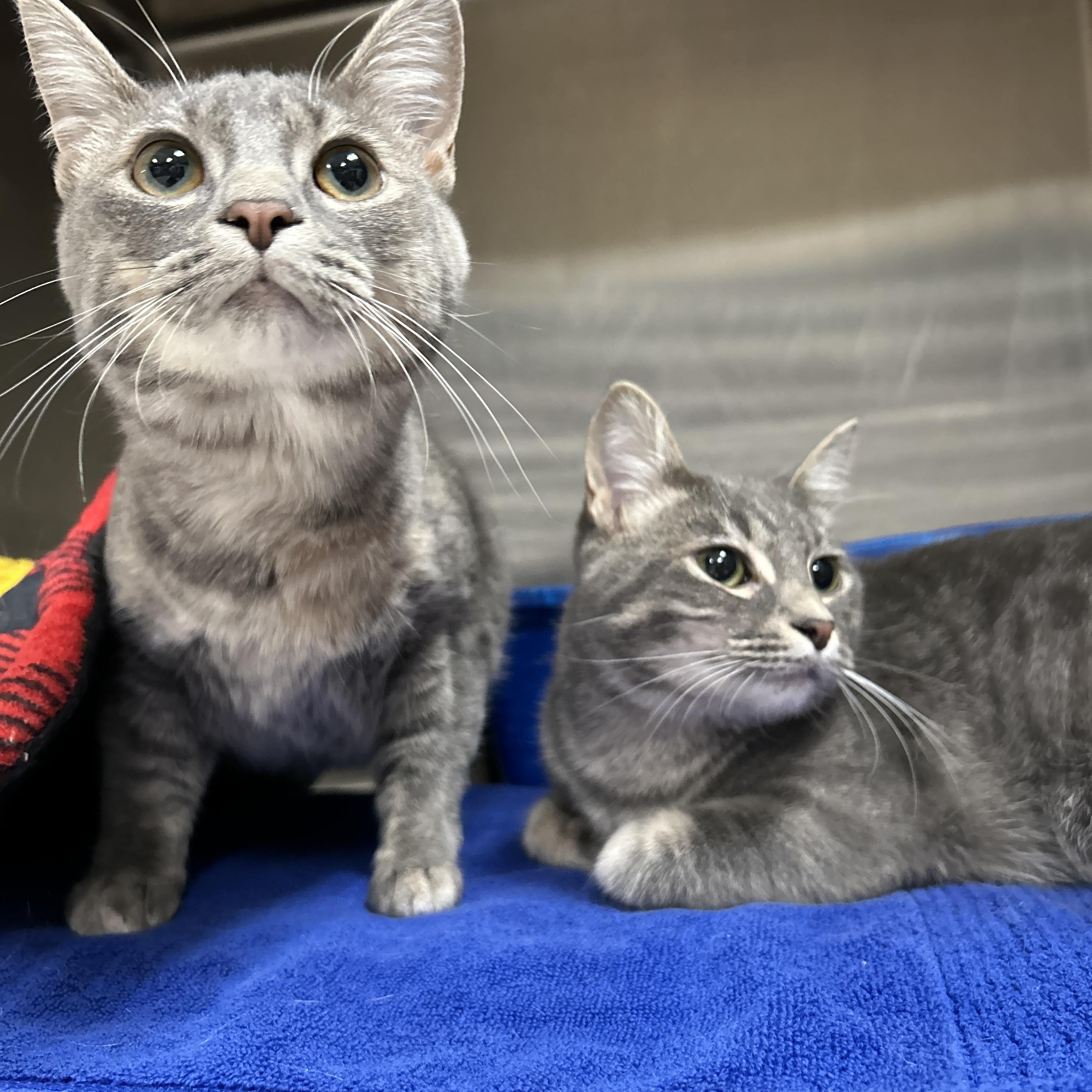Maggie & Lisa (Bonded) , an adoptable Domestic Short Hair in La Grange Park, IL image 3/6