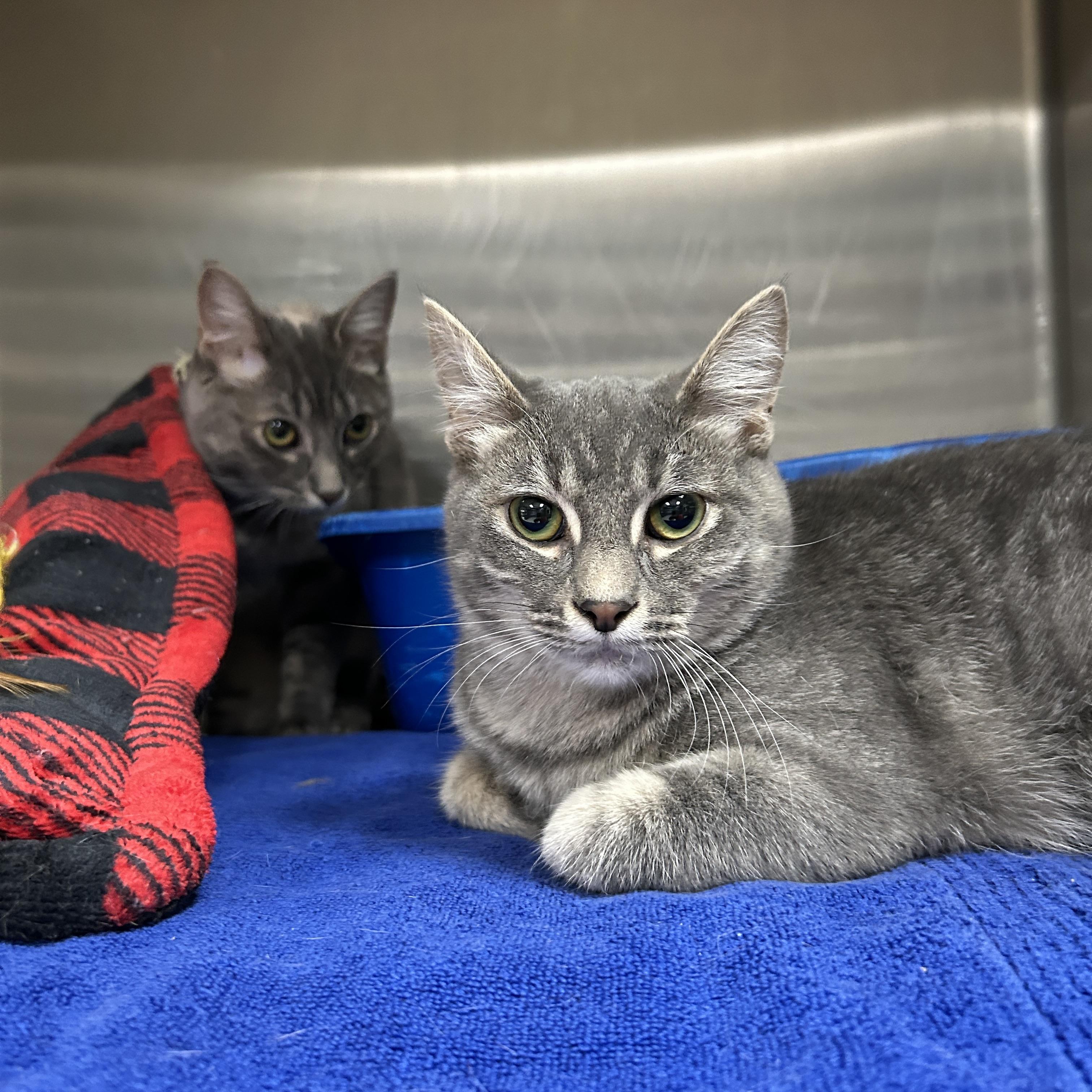 Maggie & Lisa (Bonded) , an adoptable Domestic Short Hair in La Grange Park, IL image 4/6