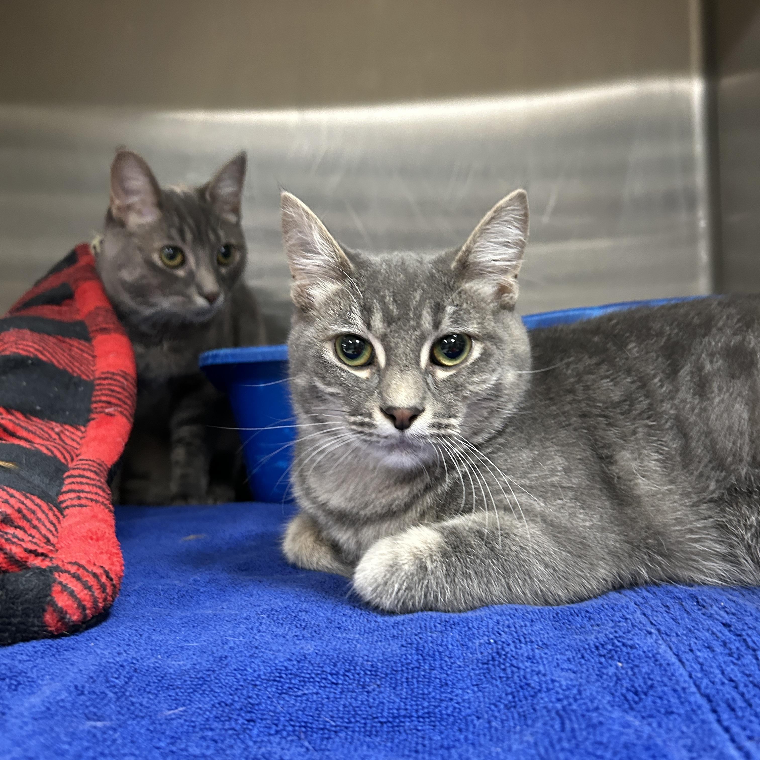 Maggie & Lisa (Bonded) , an adoptable Domestic Short Hair in La Grange Park, IL image 6/6