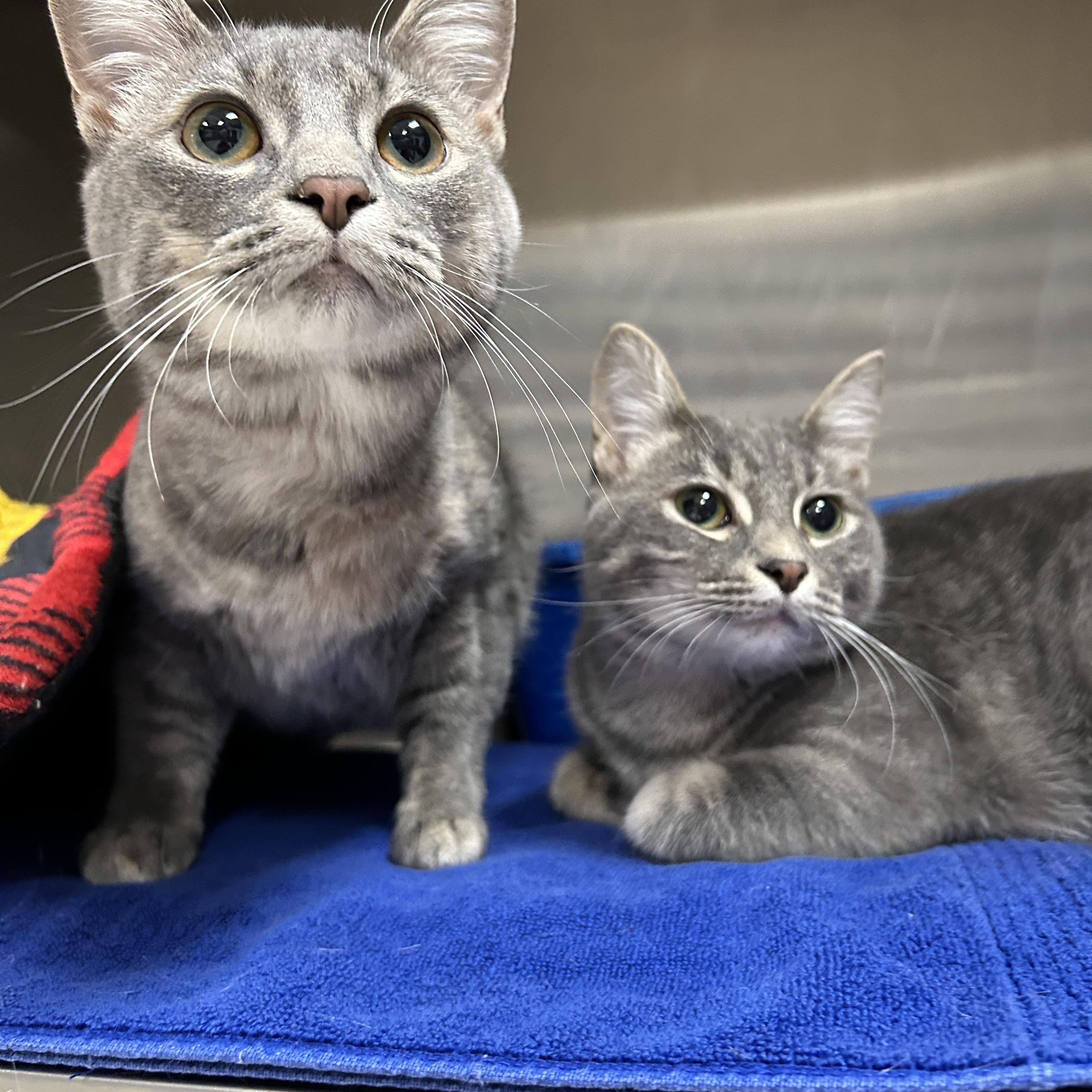 Maggie & Lisa (Bonded) , an adoptable Domestic Short Hair in La Grange Park, IL image 1/6