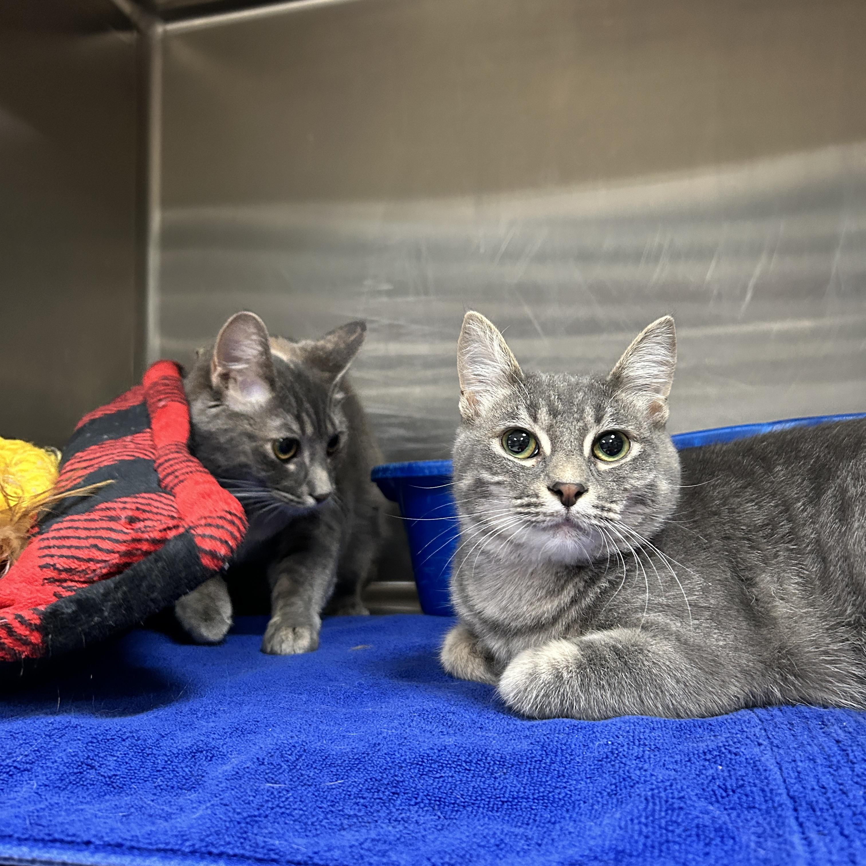 Maggie & Lisa (Bonded) , an adoptable Domestic Short Hair in La Grange Park, IL image 5/6
