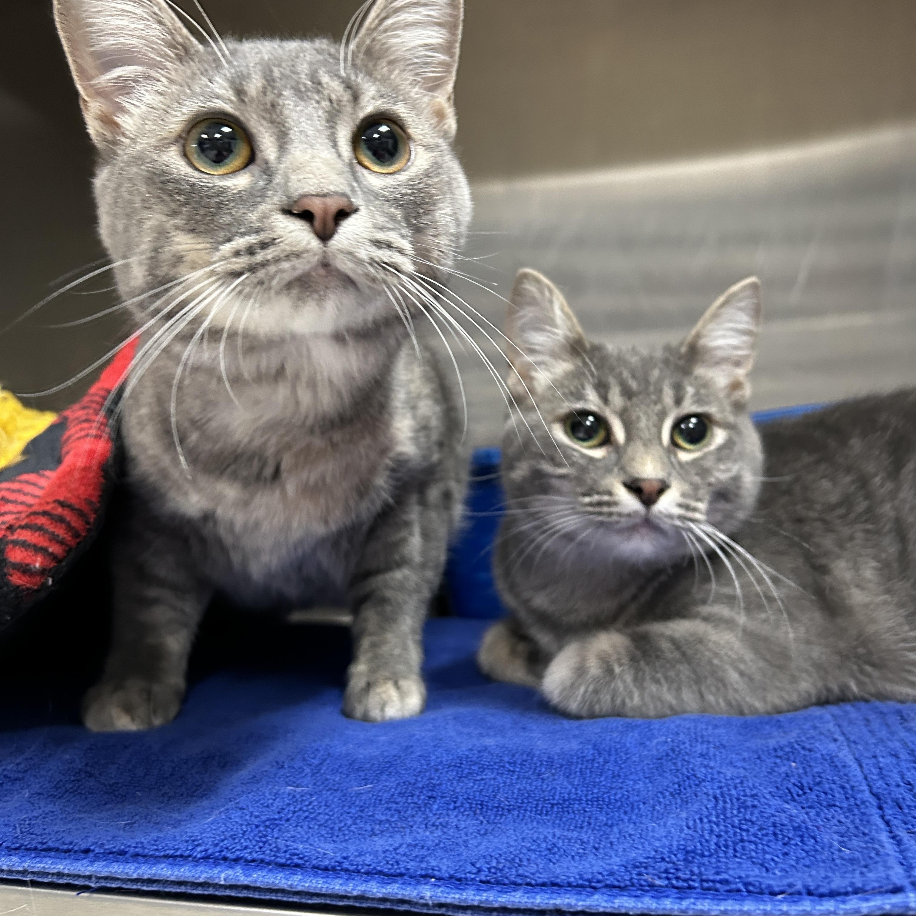 Maggie & Lisa (Bonded) , an adoptable Domestic Short Hair in La Grange Park, IL image 2/6