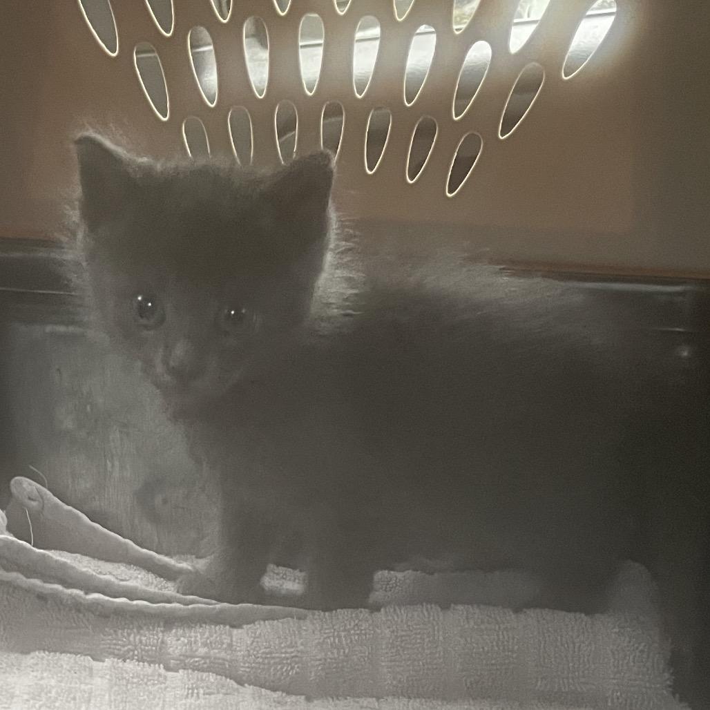 Dusty Bridges, Adoptable, Kitten Male Domestic Short Hair.