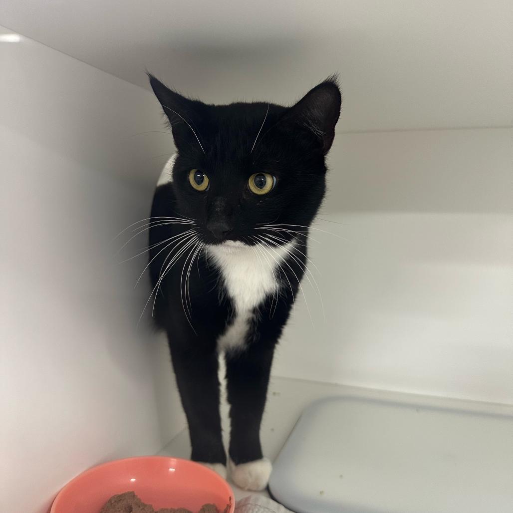 Moe, Adoptable, Adult Male Domestic Short Hair.