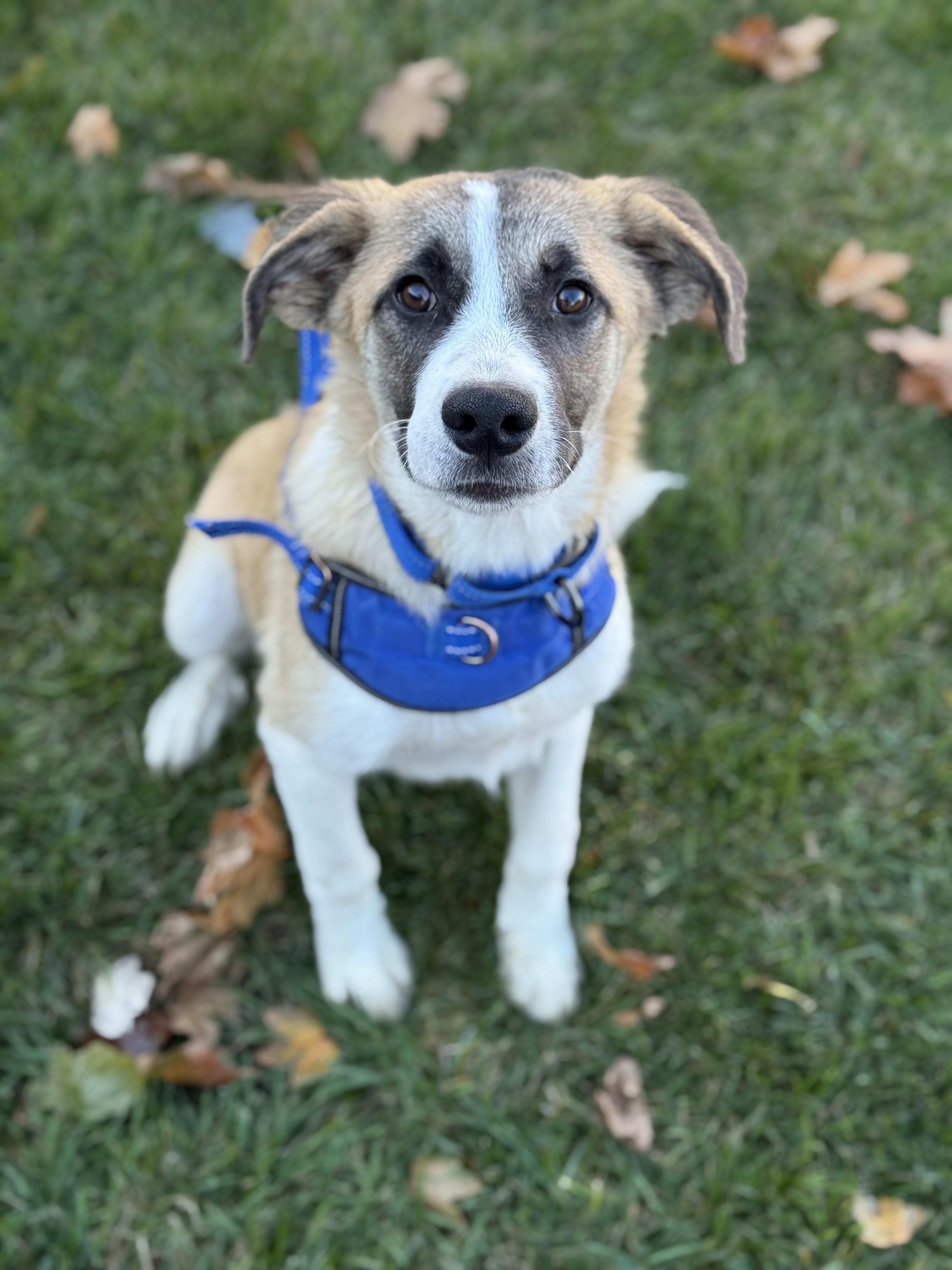 Boris, Adoptable, Young Male Anatolian Shepherd & Great Pyrenees.