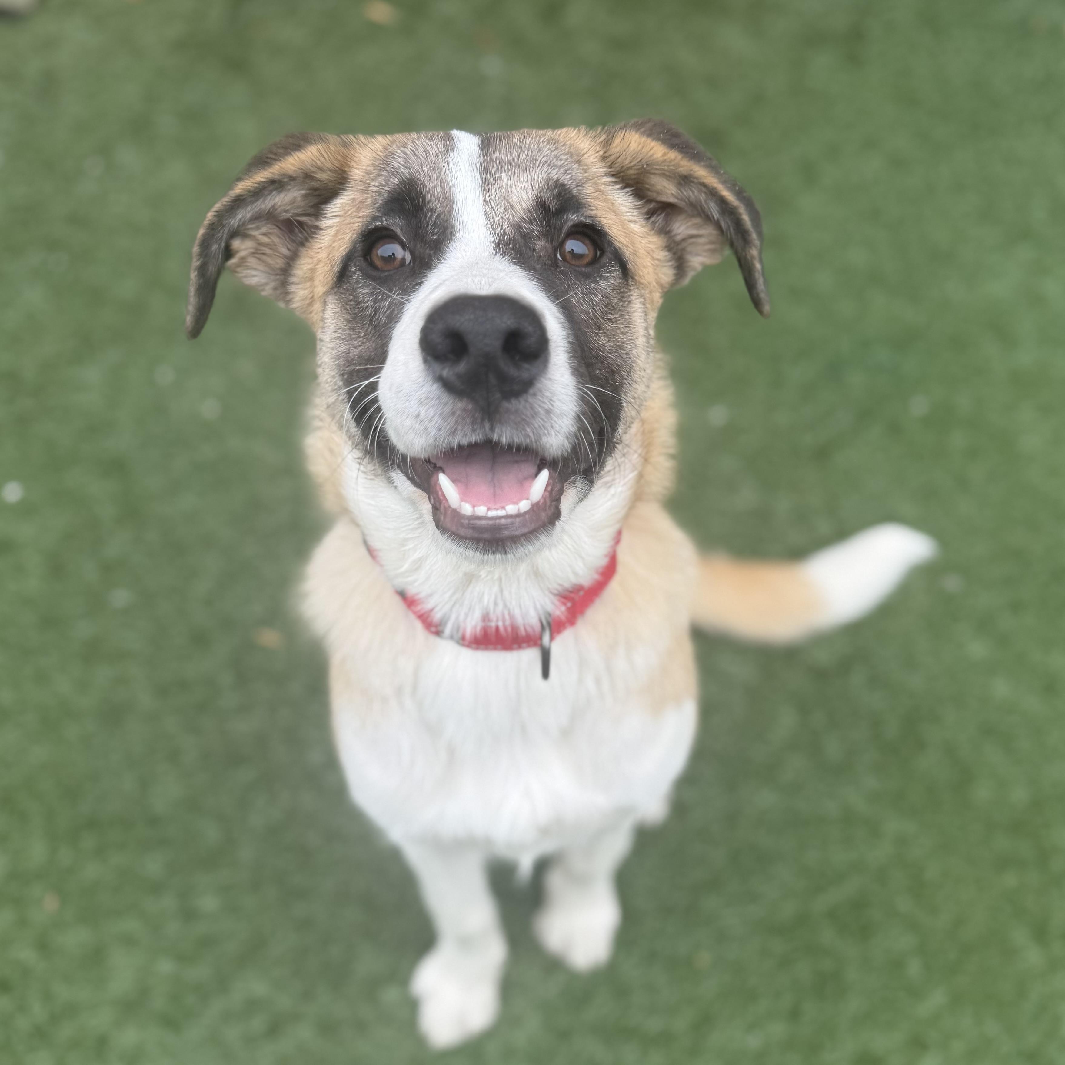 Enlarge Boris, a Adoptable mixed breed in Itasca, IL image 3/3