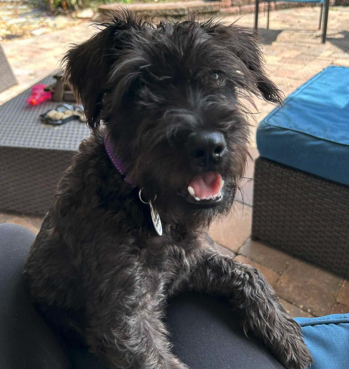 Kace, Adopted, Adult Male Schnauzer & Terrier.
