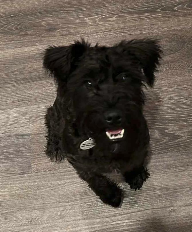 Kace, a Adopted mixed breed in Osteen, FL image 2/3