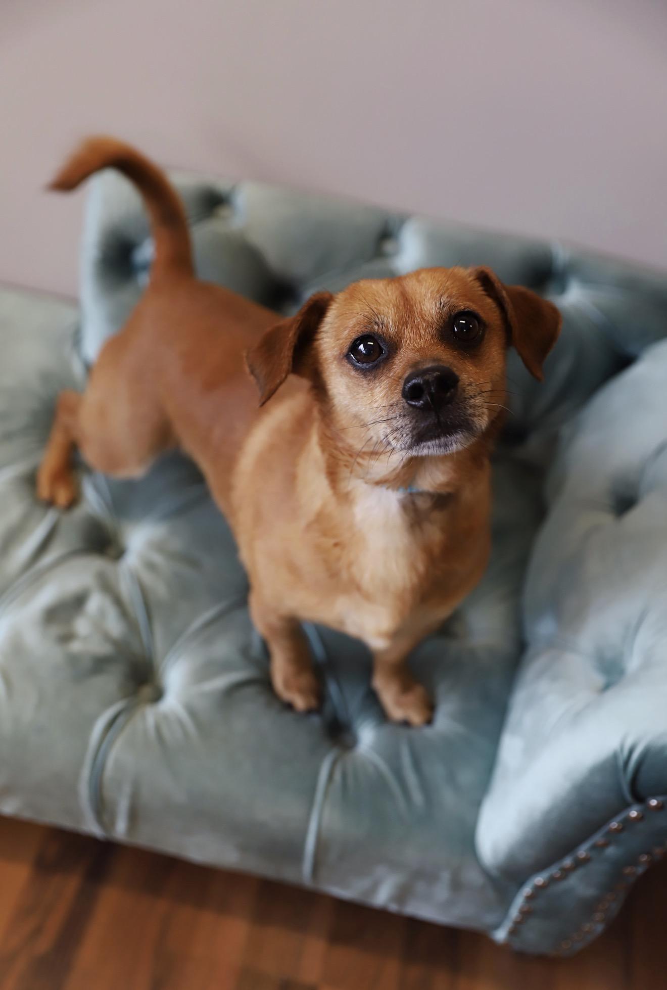 Escobar, ADOPTABLE, Adult Male Chihuahua & Dachshund.