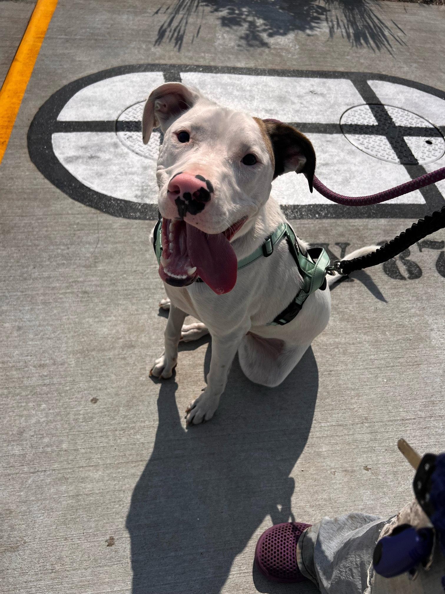 Frodo, Adoptable, Adult Male American Bulldog.