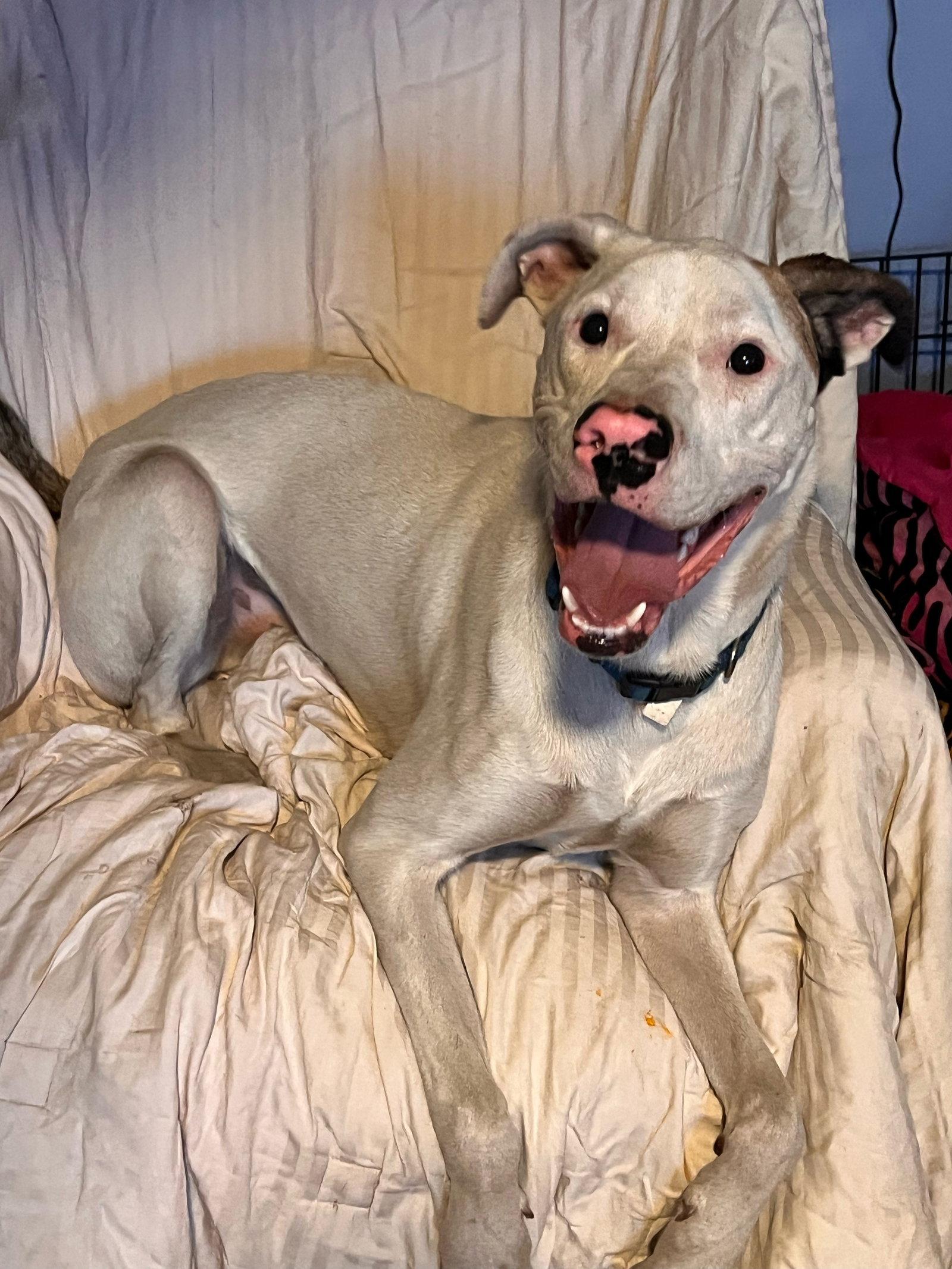 Enlarge Frodo, a Adoptable American Bulldog in Brooklyn Center, MN image 2/3