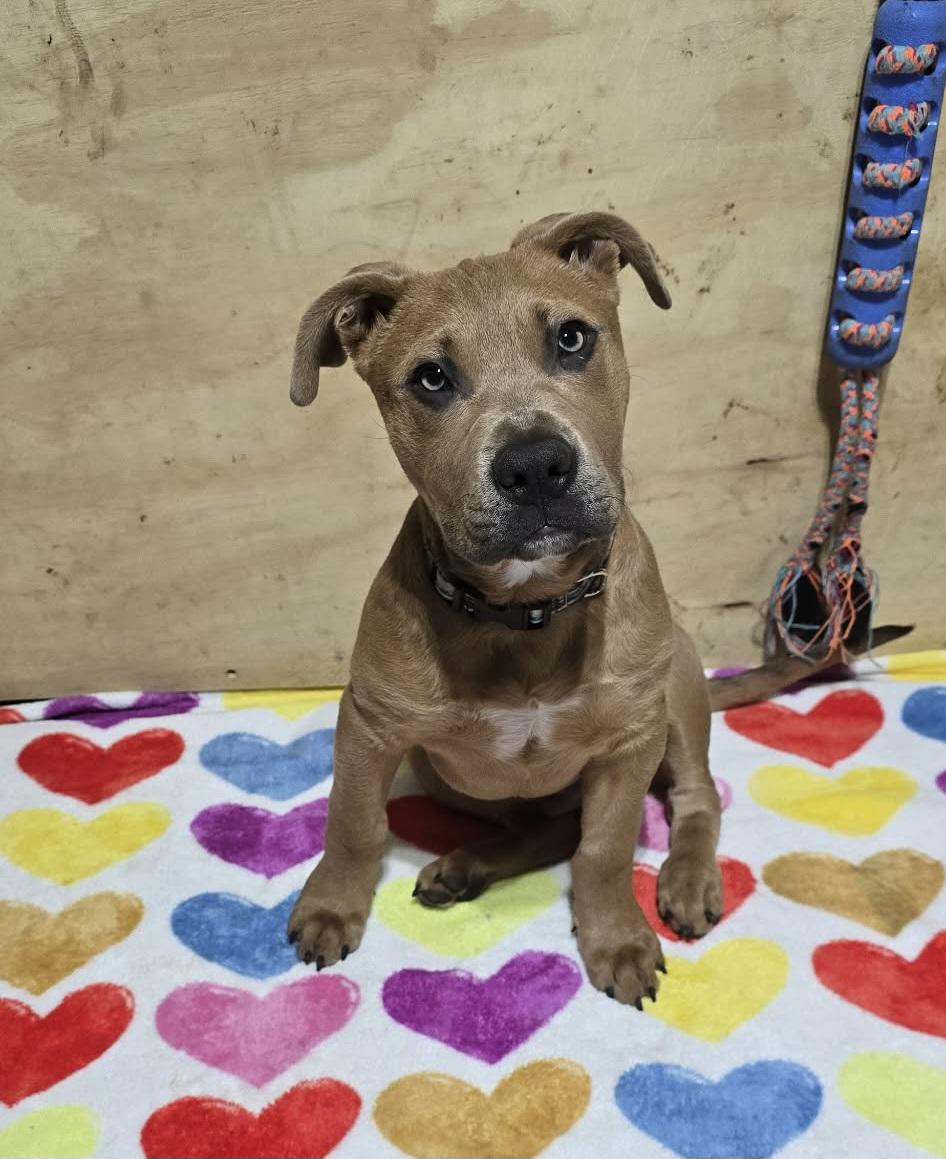 Enlarge Scrappy, a ADOPTABLE mixed breed in Grand Rapids, MI image 3/3