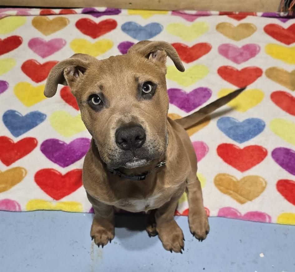 Scrappy, ADOPTABLE, Puppy Male American Staffordshire Terrier.