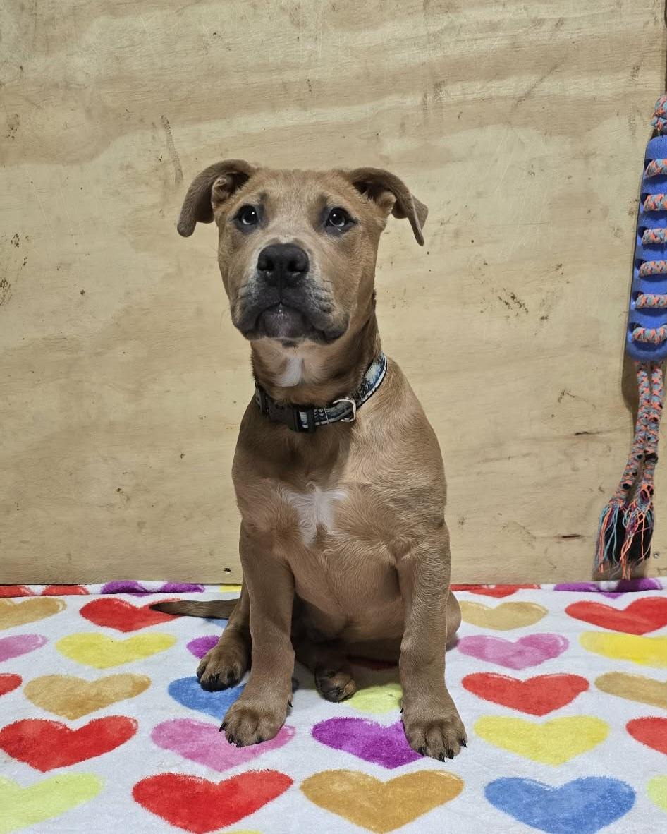 Enlarge Scrappy, a ADOPTABLE mixed breed in Grand Rapids, MI image 2/3