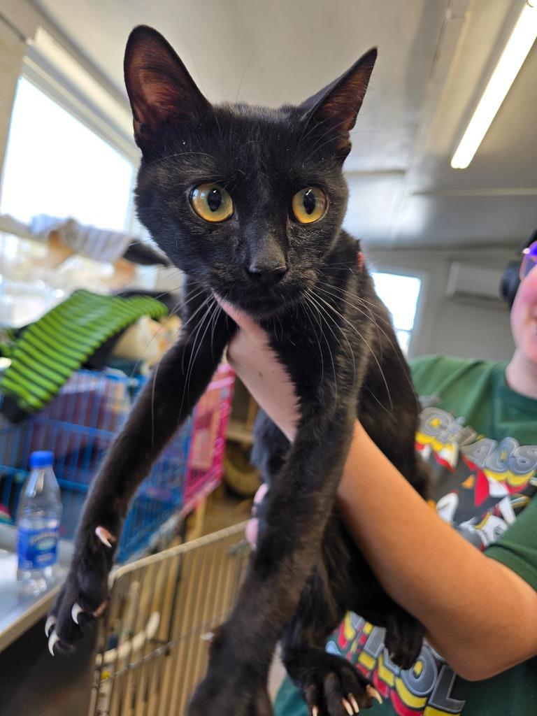 Screech, Adoptable, Kitten Male Domestic Short Hair.