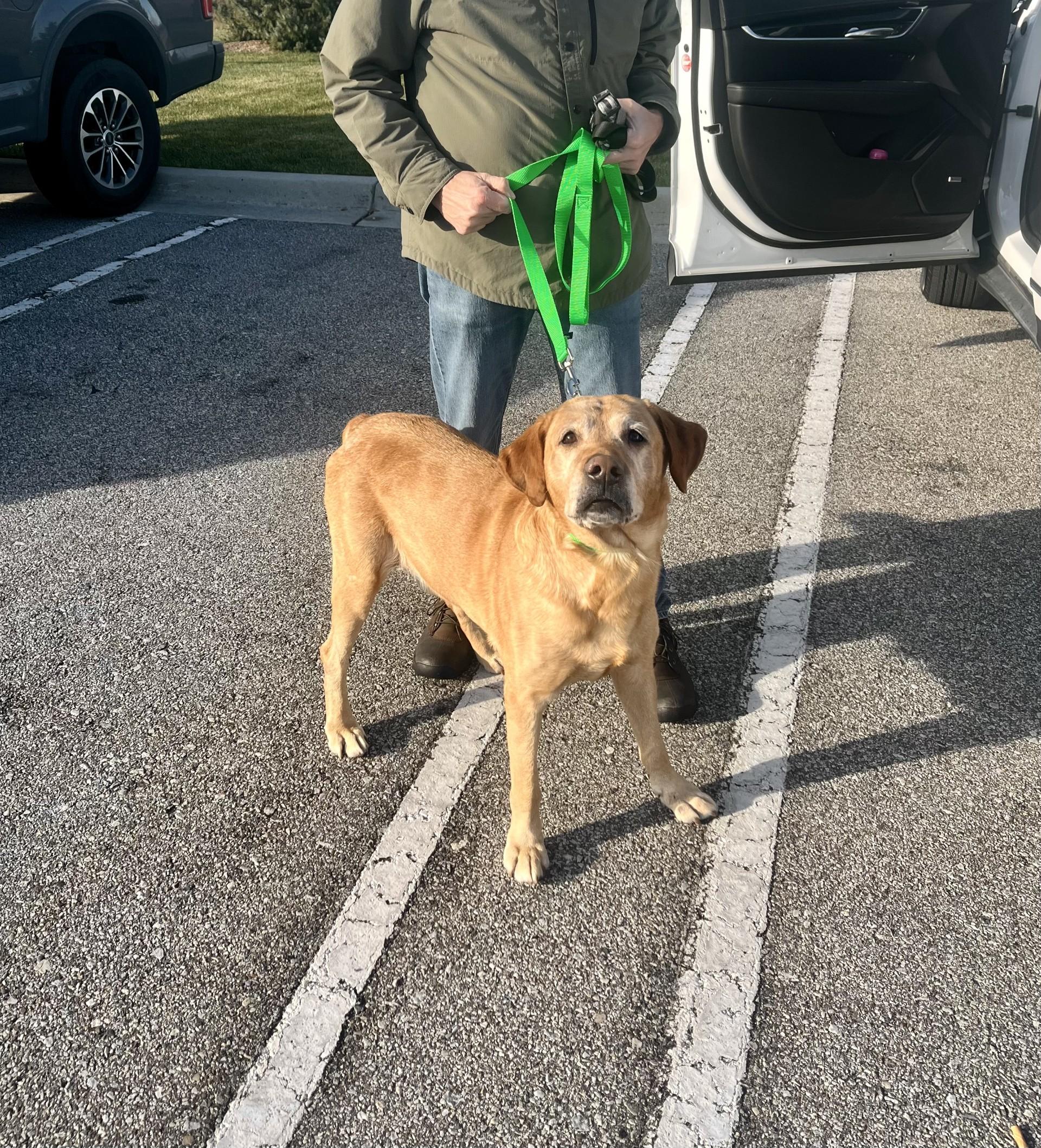 Jake, adopted, Young Male Labrador Retriever.