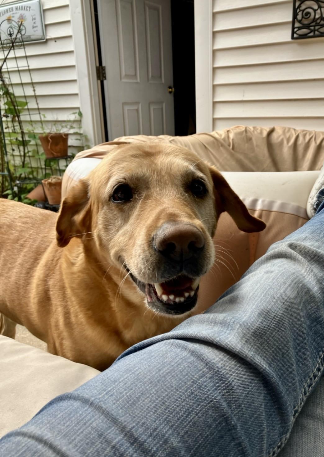 Jake, an adopted Labrador Retriever in Flint, MI image 2/4
