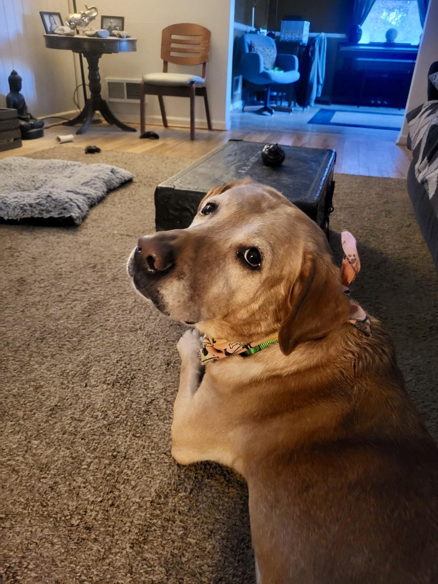 Jake, an adopted Labrador Retriever in Flint, MI image 3/4