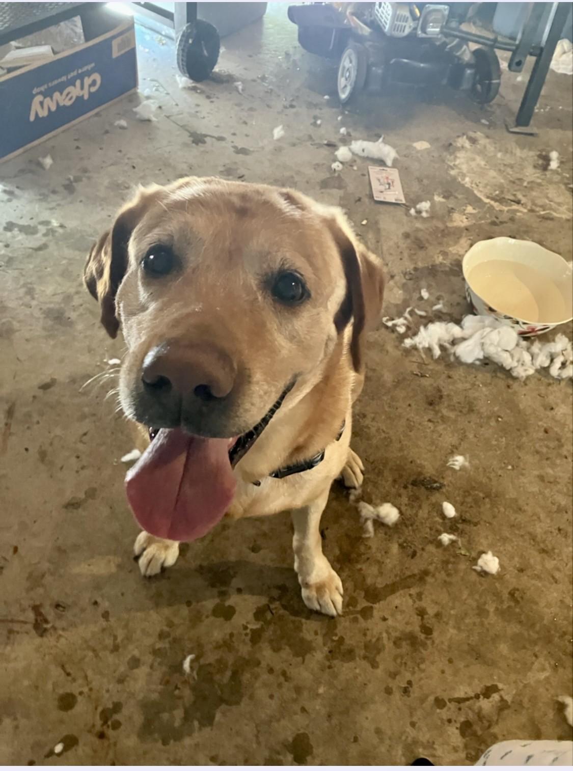 Jake, an adopted Labrador Retriever in Flint, MI image 4/4