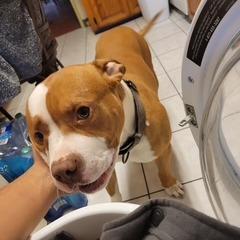 Chapo - Home to Home, a Adoptable Pit Bull Terrier in South Elgin, IL image 1/4